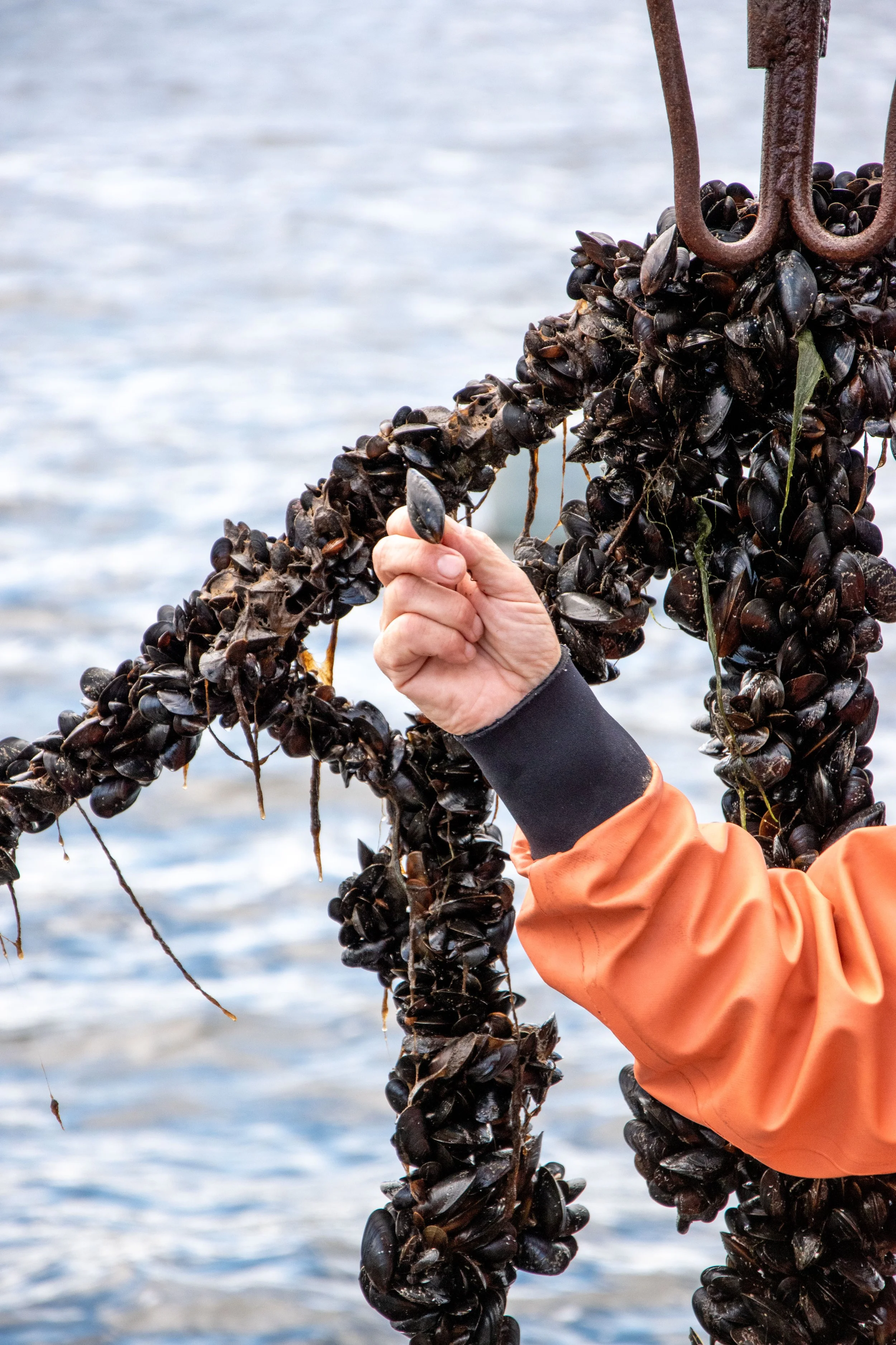 En person håller i en snäckaupplyst kedja av musslor som är fäst på en metallstång vid vatten.