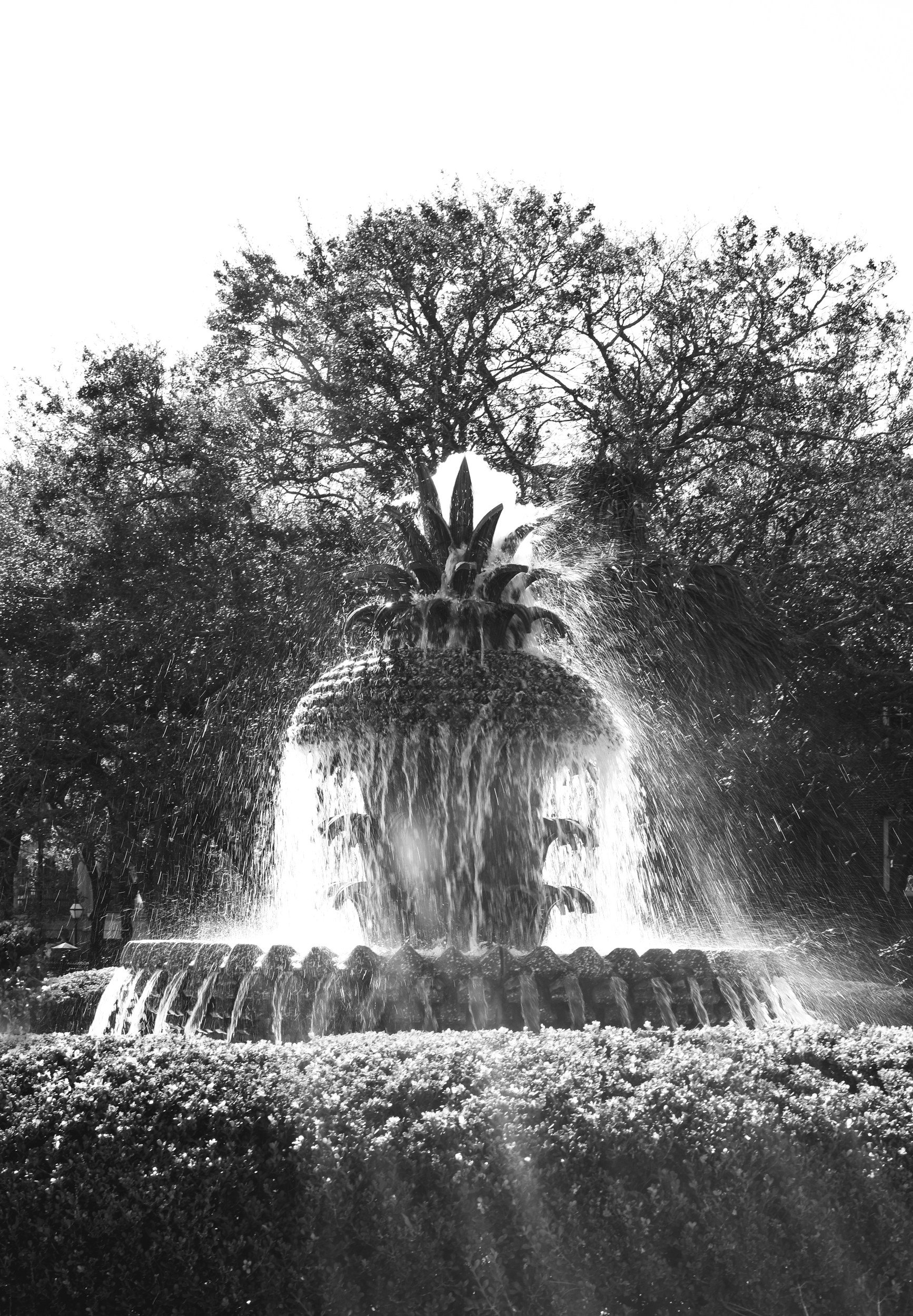 Black and white photo of a pineapple-shaped fountain with water spraying from various points, surrounded by trees and shrubbery.