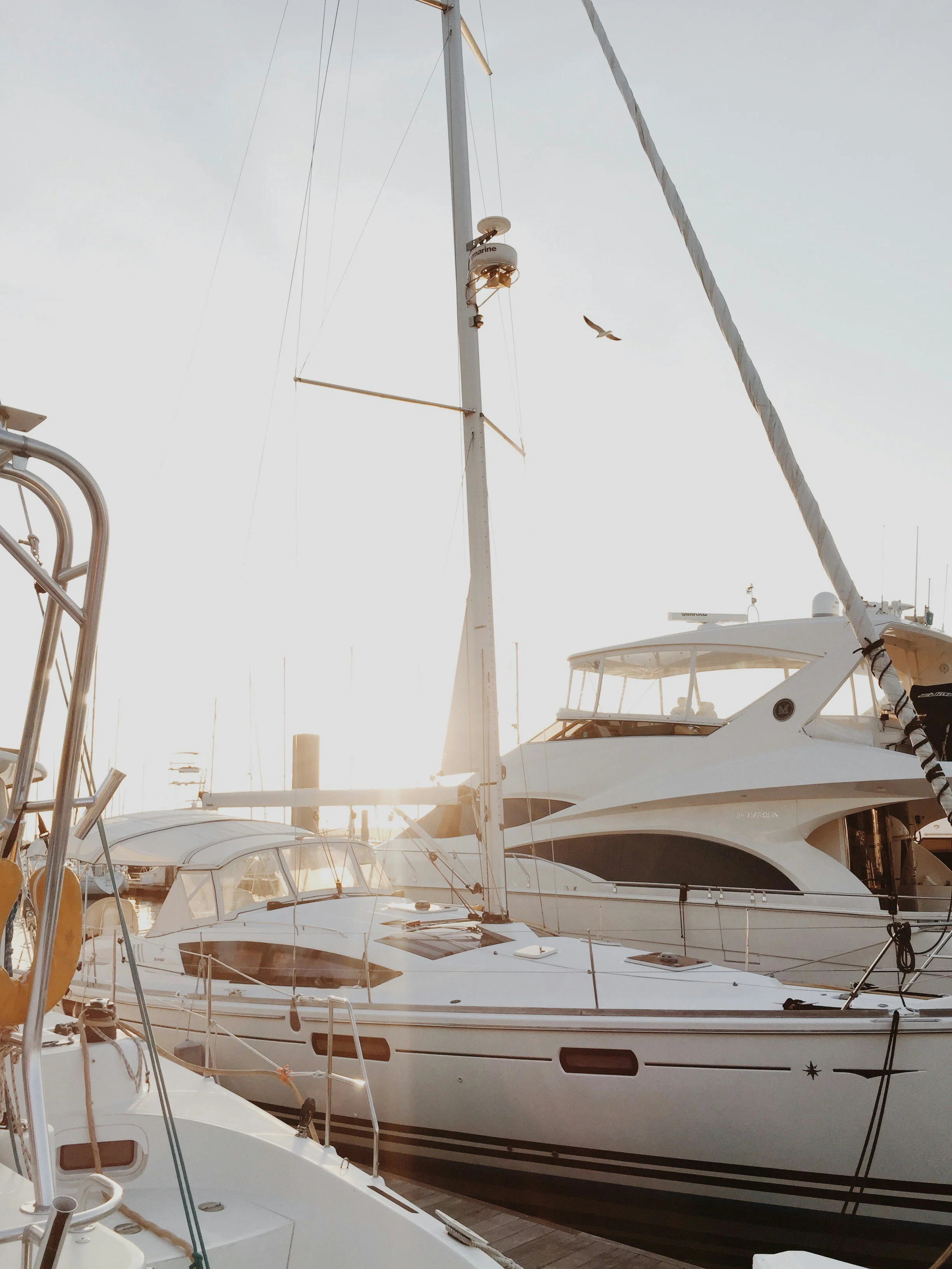 Several white yachts docked in the Charleston Harbor marina during sunset, with a seagull flying in the sky.