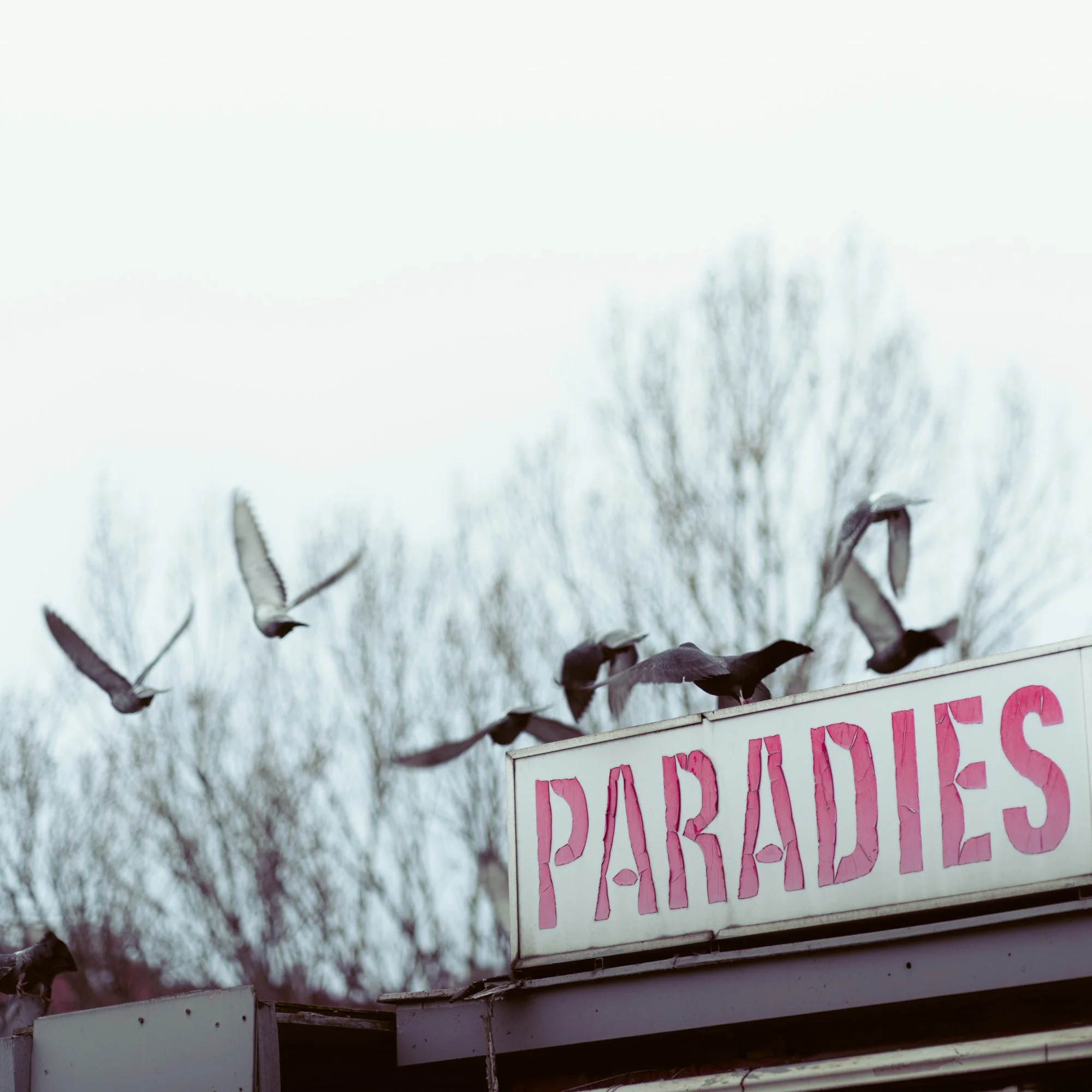 Close-up view of a sign with pink text on a white background, partially reading 'NO...' with the rest of the message obscured, outdoors with trees in the background.