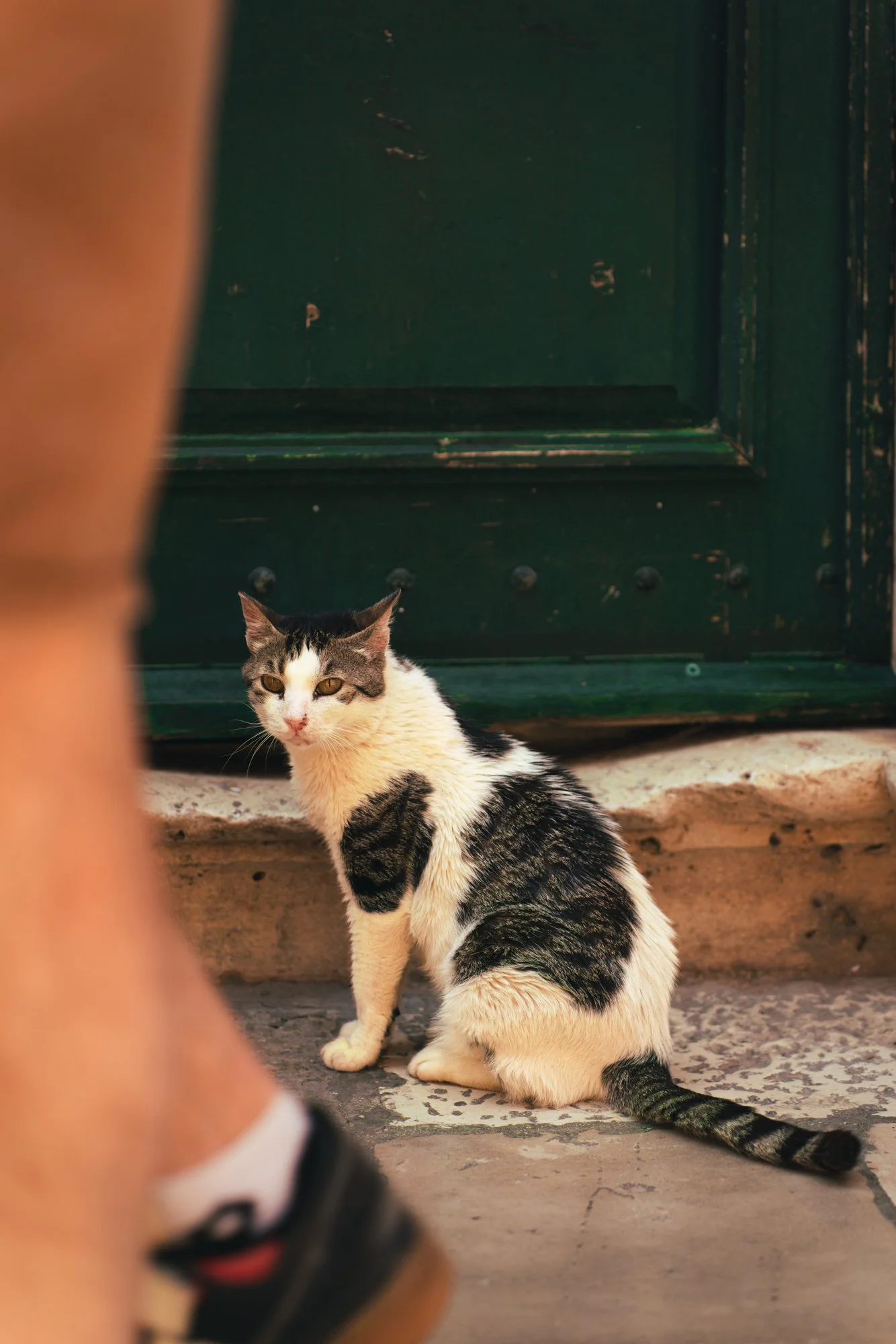 A black and white cat with yellow eyes sitting outside near a green wooden door, with part of a person's arm and a shoe visible in the foreground.