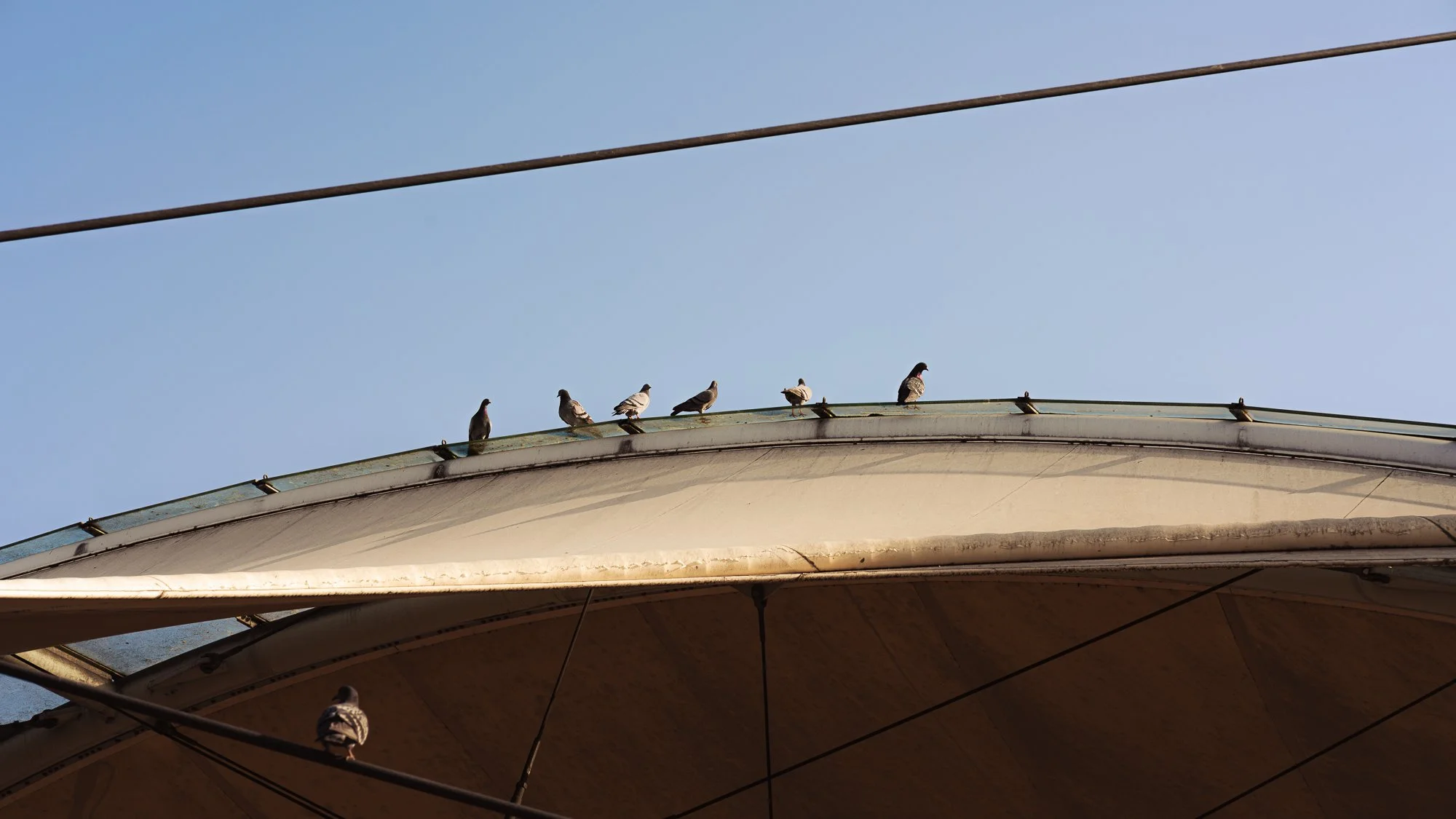 Several pigeons perched on the edge of a structure with a clear blue sky in the background.