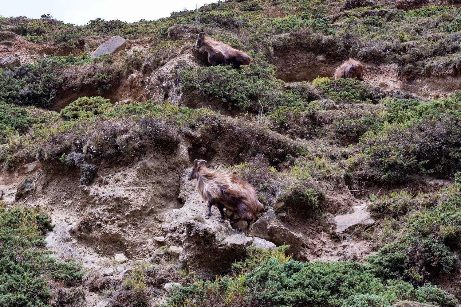 Himalayan tahrs in Nepal's Tsum Valley