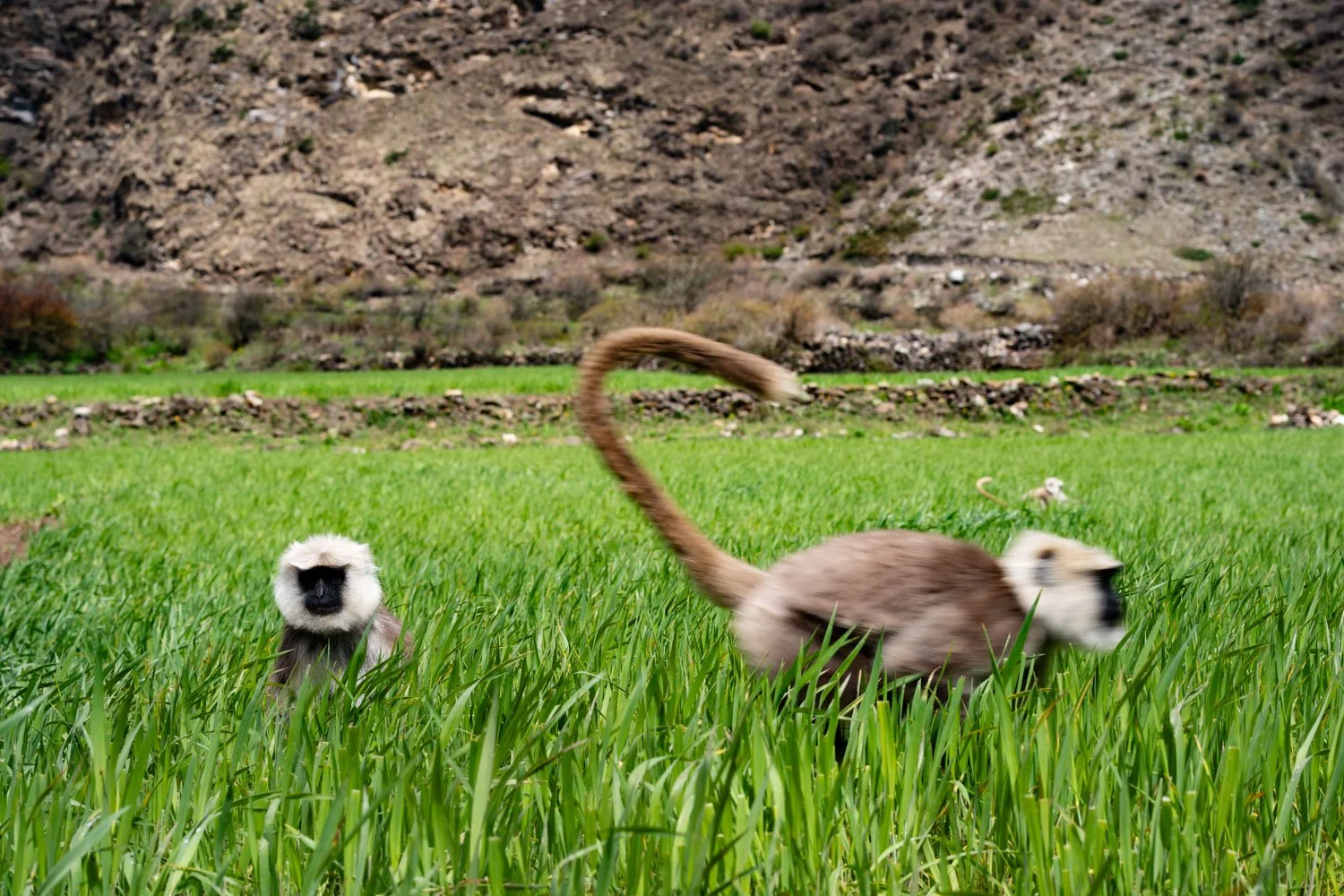 Langur monkeys in Nepal's Tsum Valley