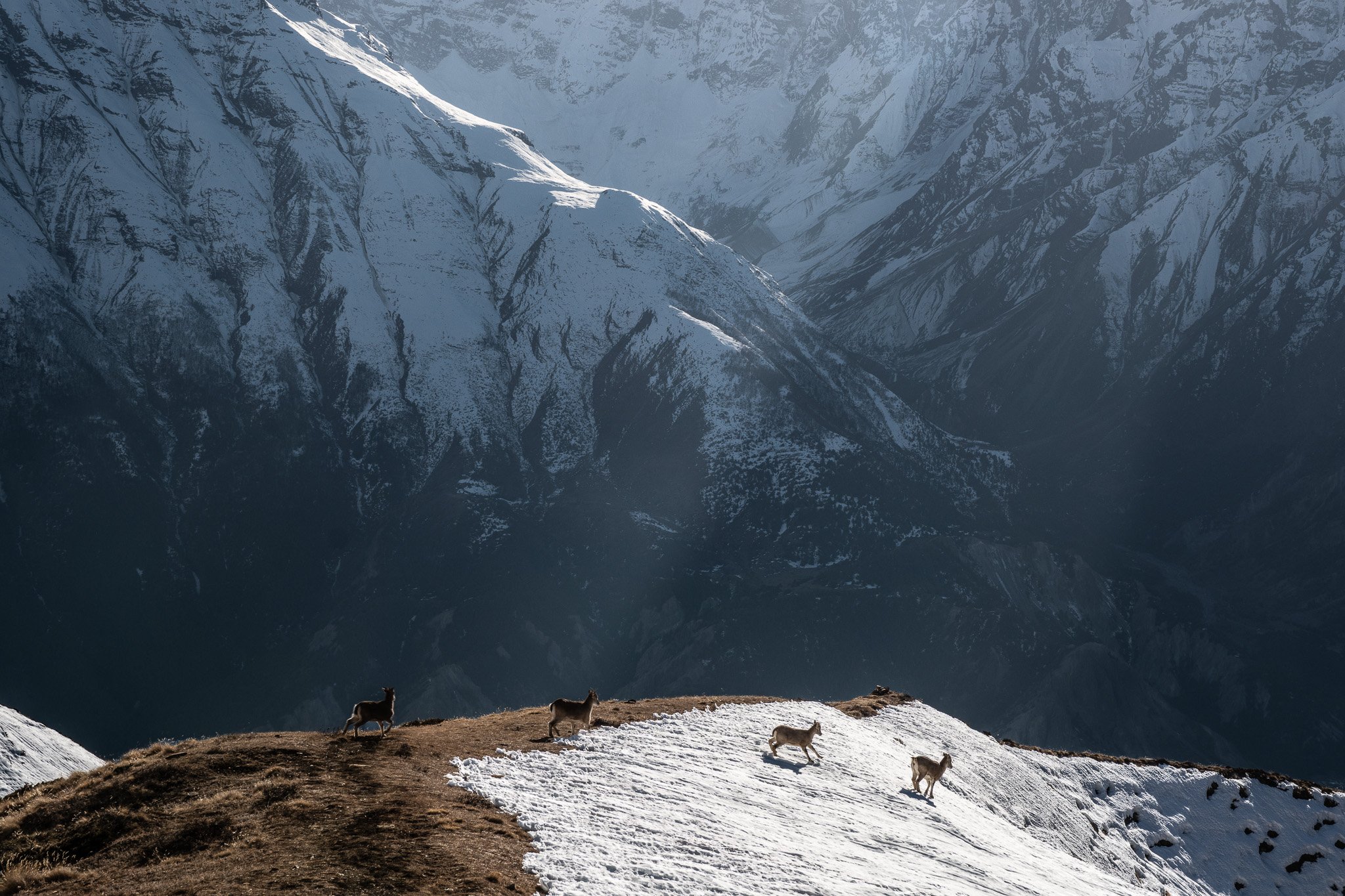 Blue sheep on the lower slopes after cross the Kang La pass from Nar