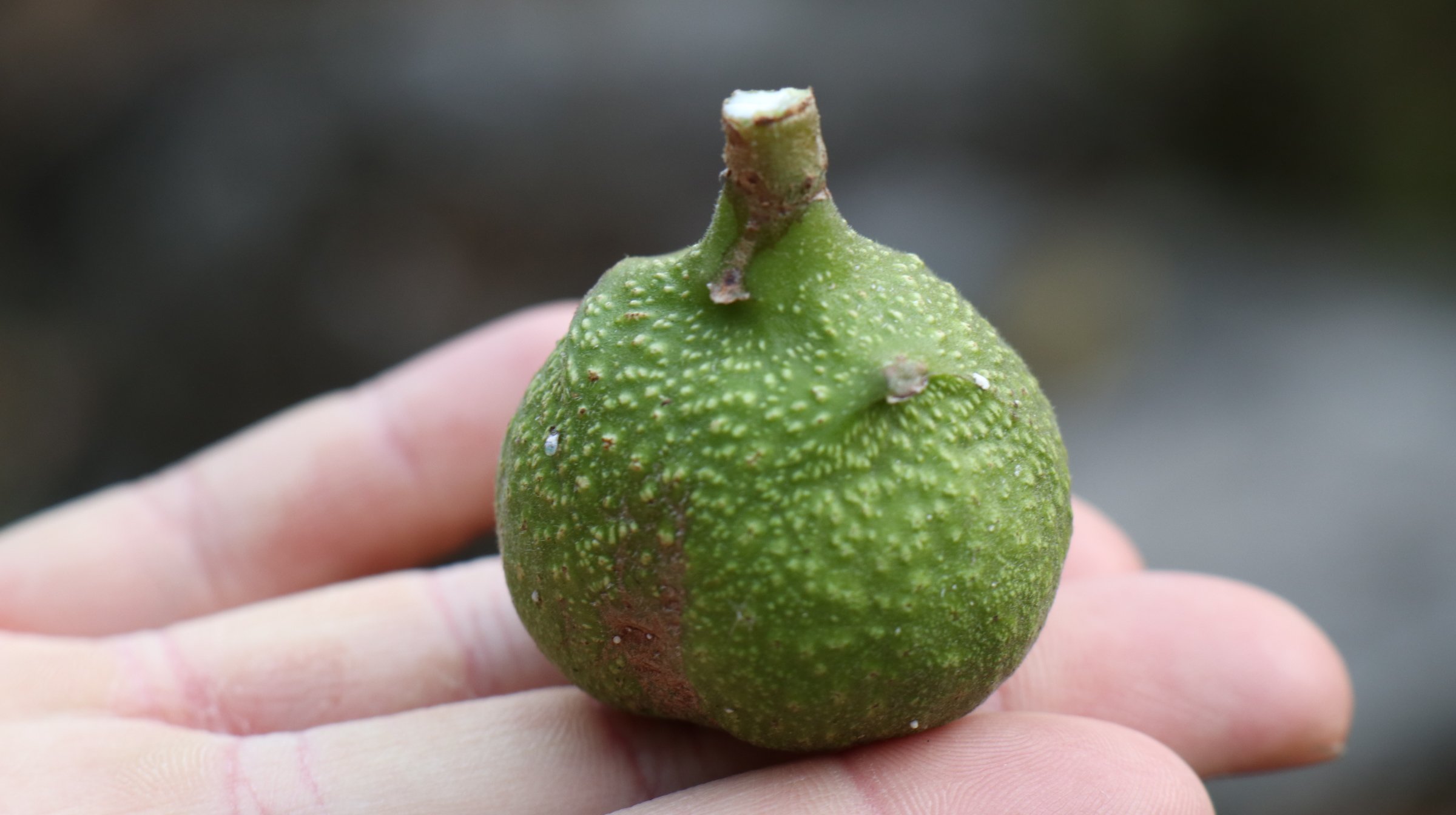 Close-up of a person's hand holding a green fig fruit with rough textured skin and small bumps.