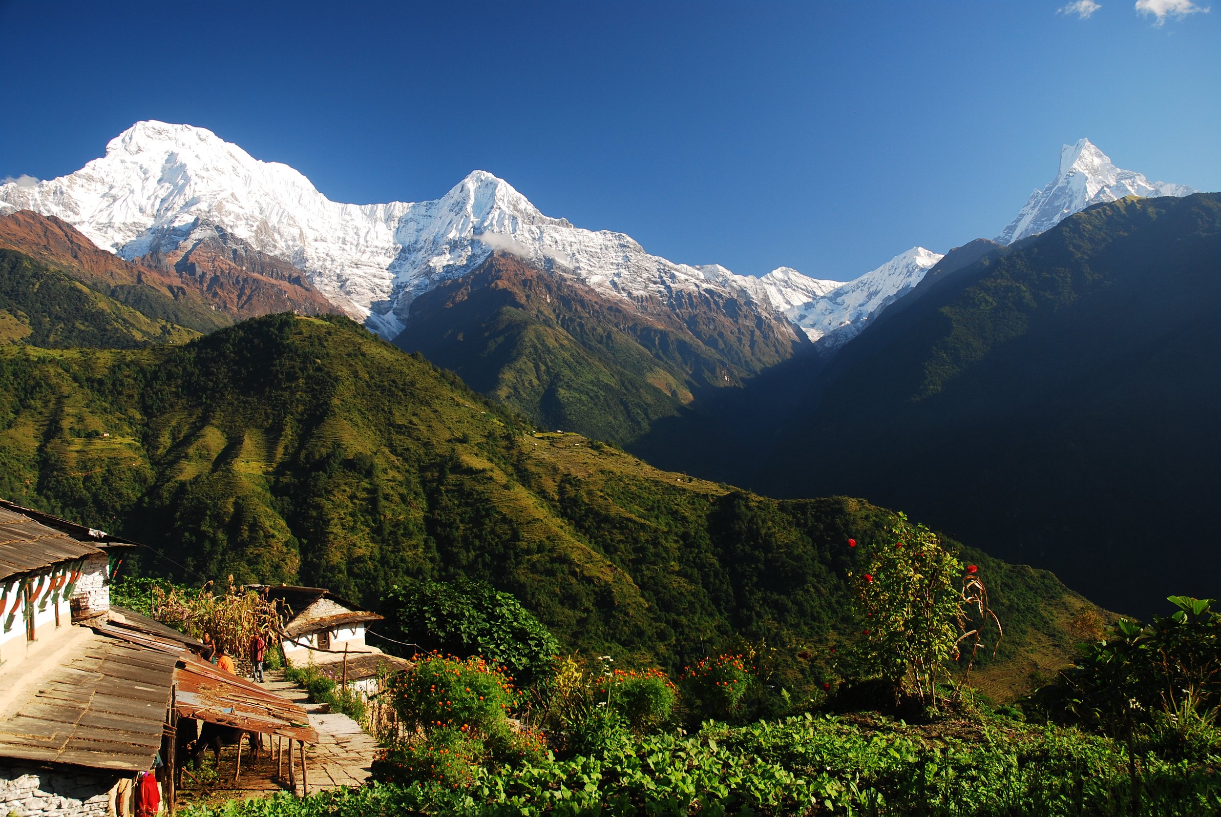 Morning view of the high Annapurna mountains from a village in the foothills