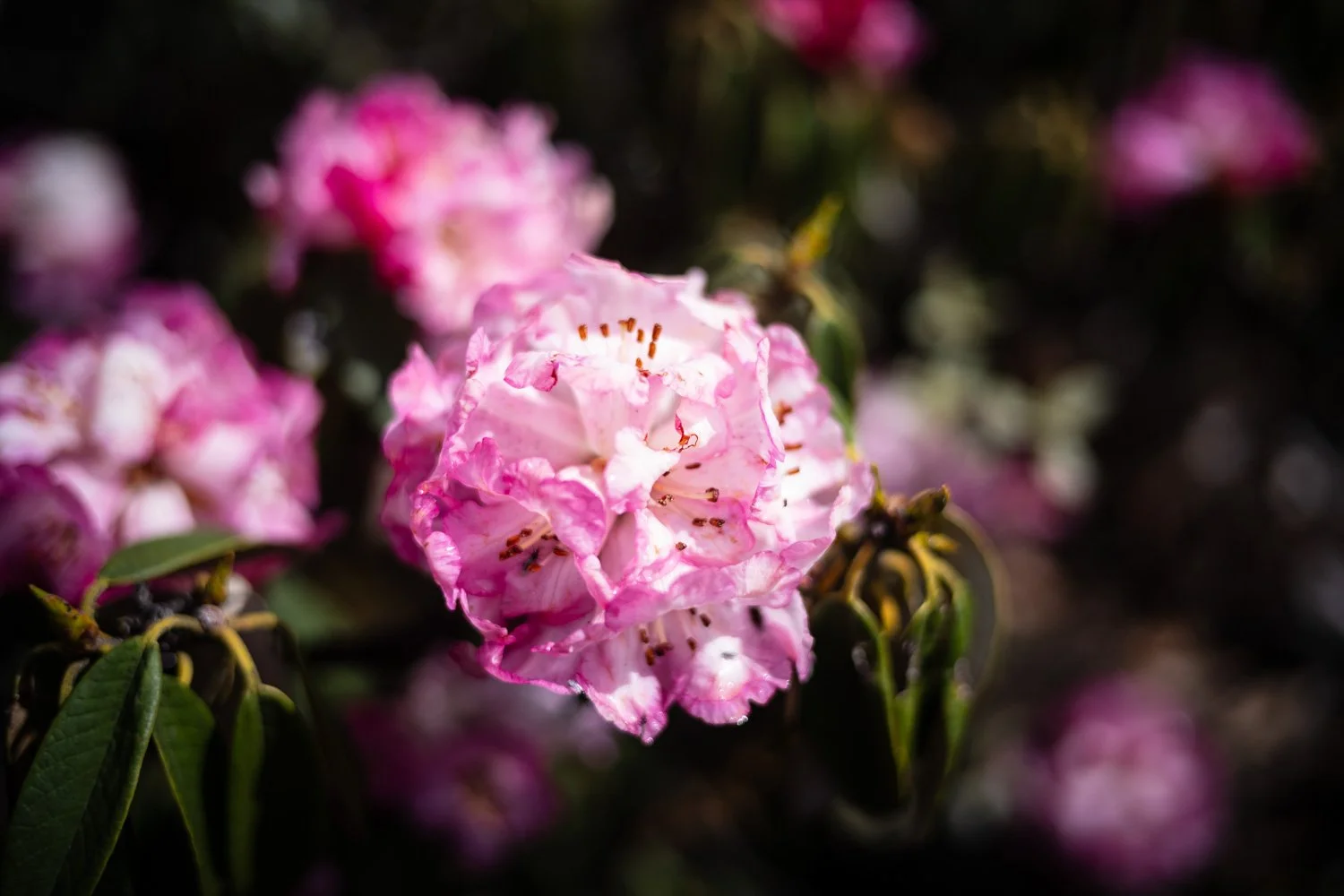 Rhododendron blooms in Nepal's Tsum Valley