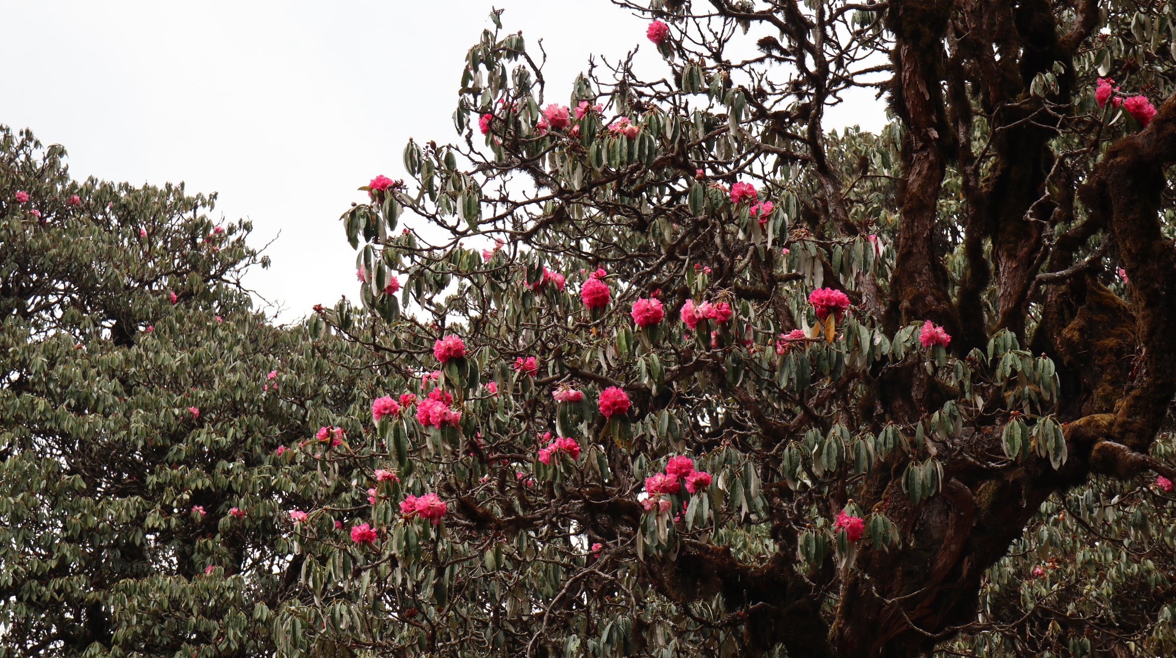 Red alpine rhododendrons unexpectedly burst into view on the Poon Hill Trek in the Annapurna region in Nepal.