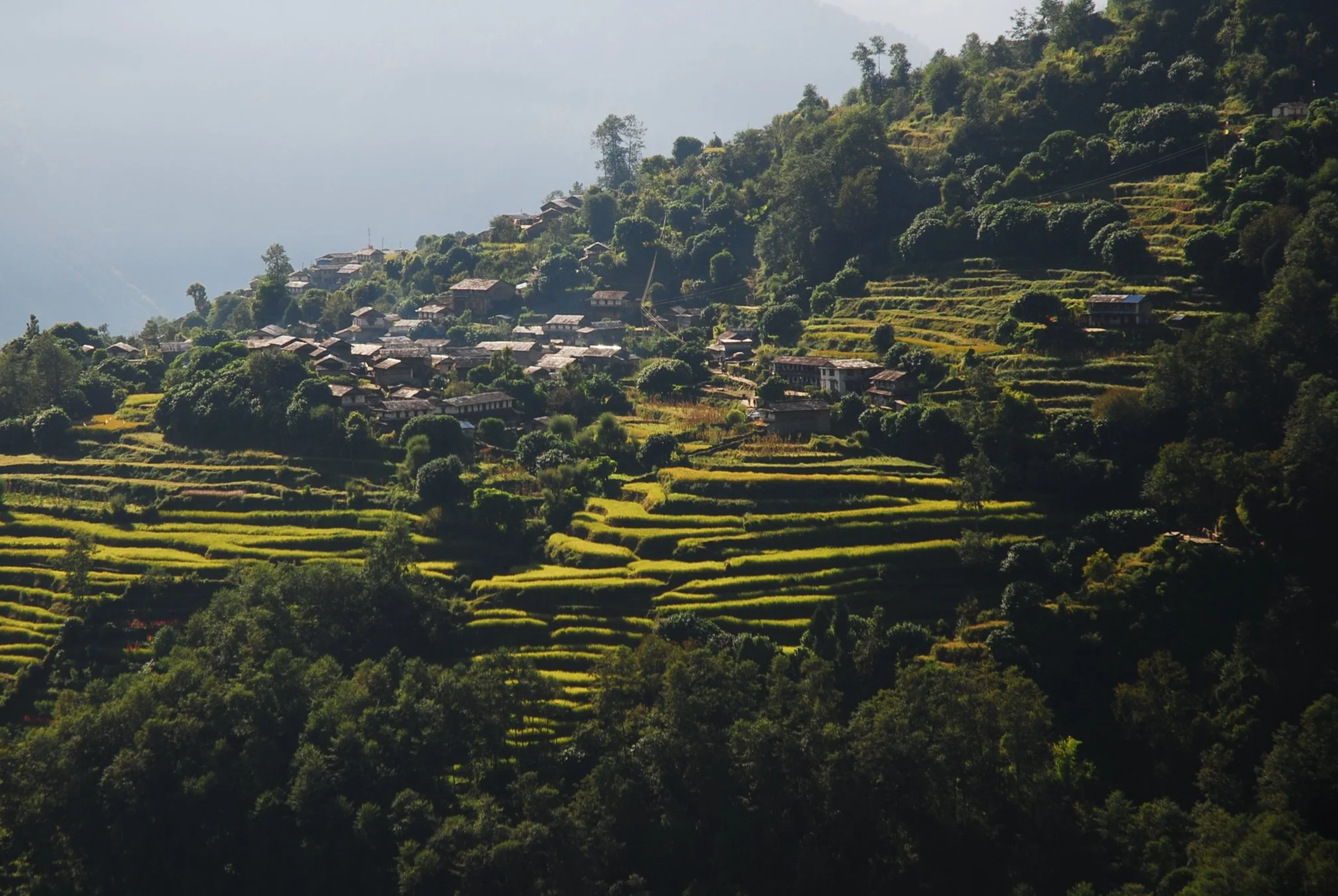 Terraced green rice paddies on a hillside with scattered houses and dense trees under a bright sky.