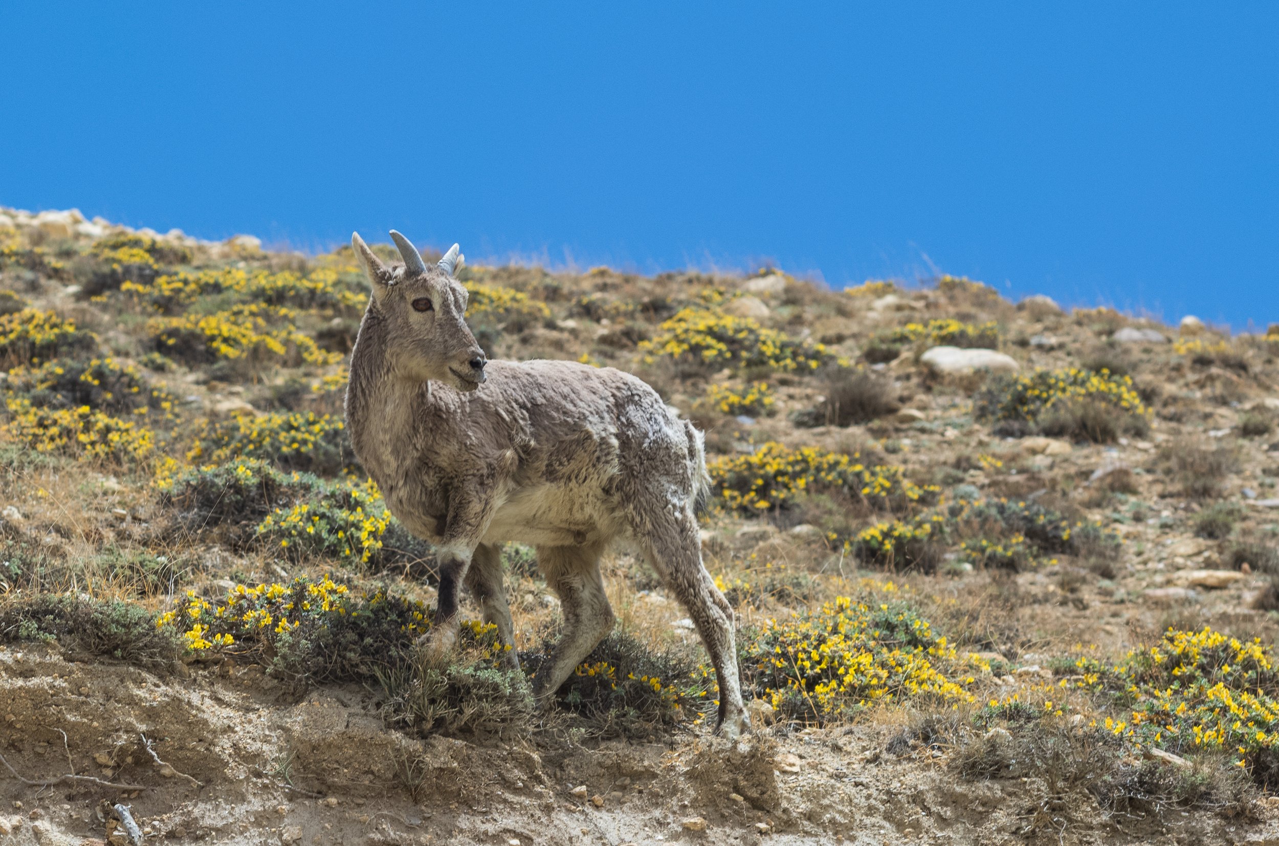 A young Himalayan blue sheep spotted on a hillside in Nepal's Upper Mustang