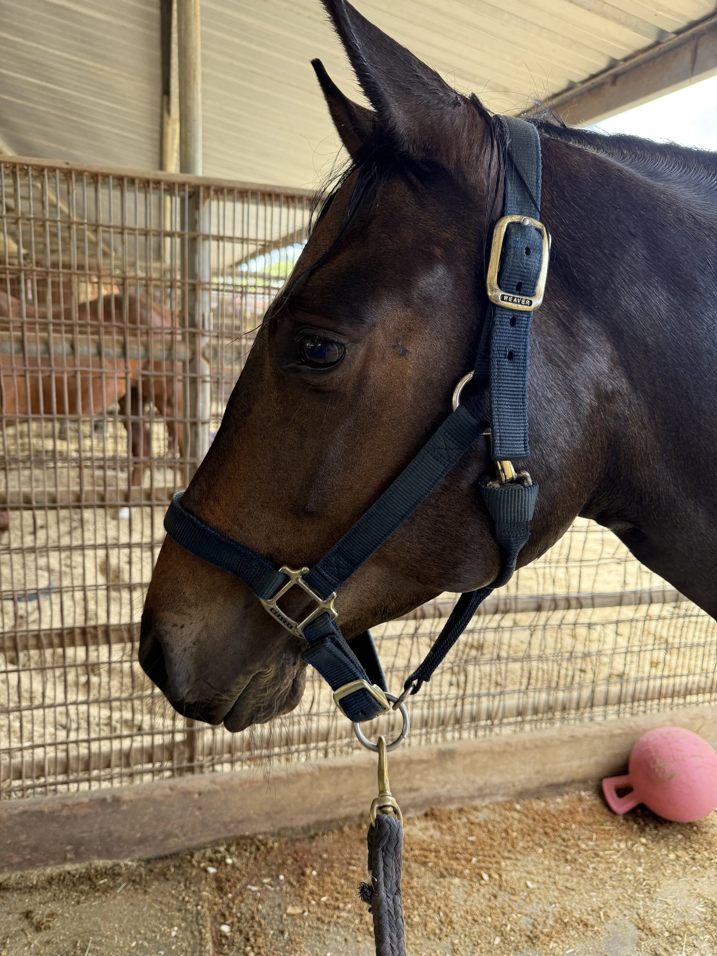 Rescued horse during rehabilitation at Rising Phoenix Thoroughbred Rescue