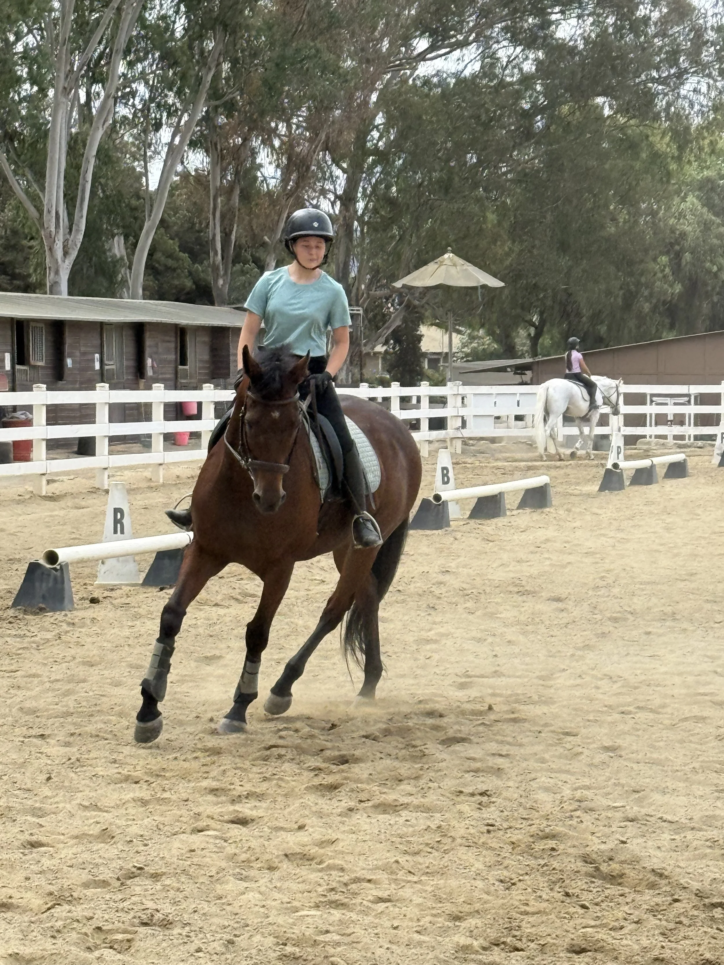 Rider working with a rescued horse through the Rising Phoenix rehabilitation program