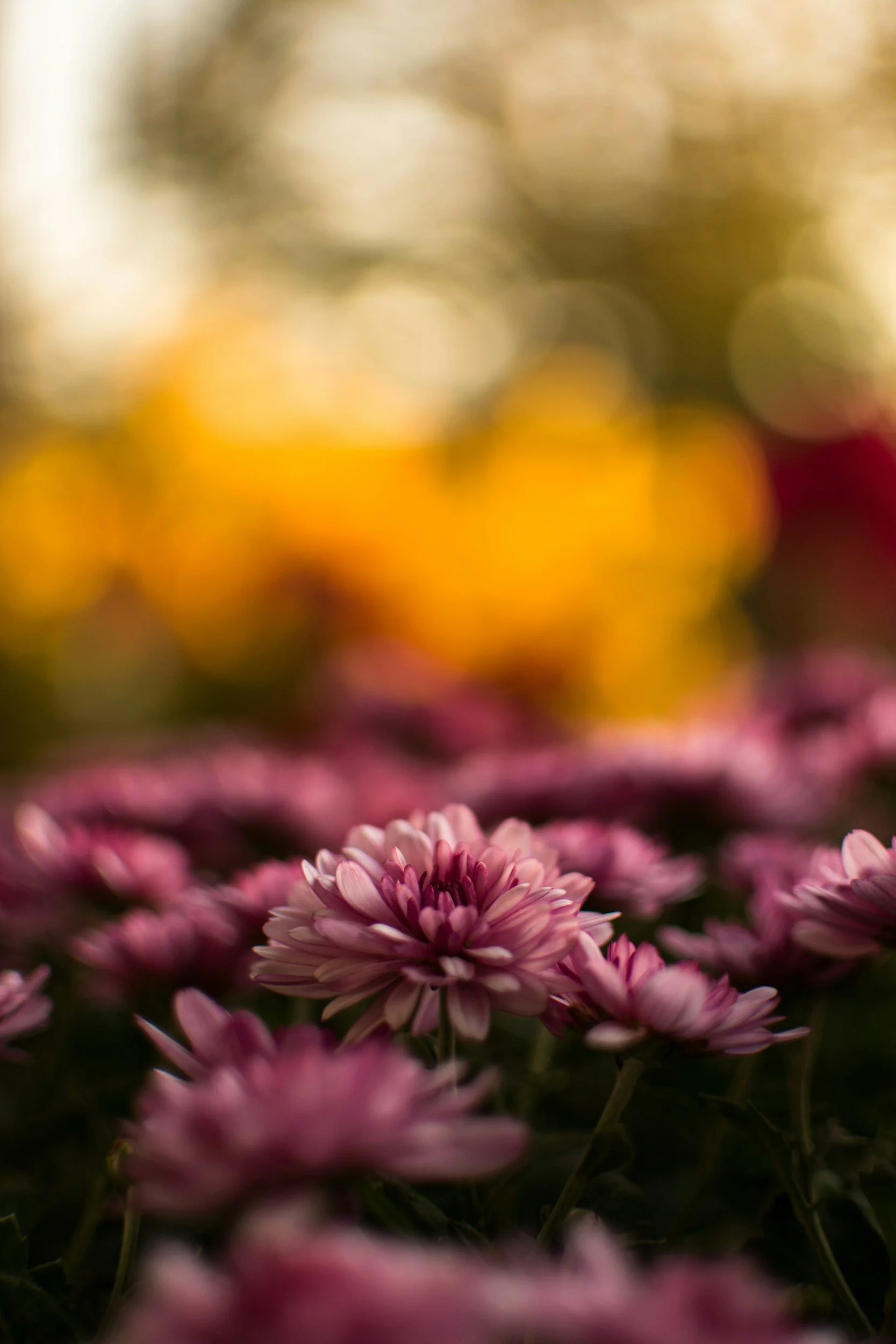 A photo of purple flowers set against a blurry, sunset background.