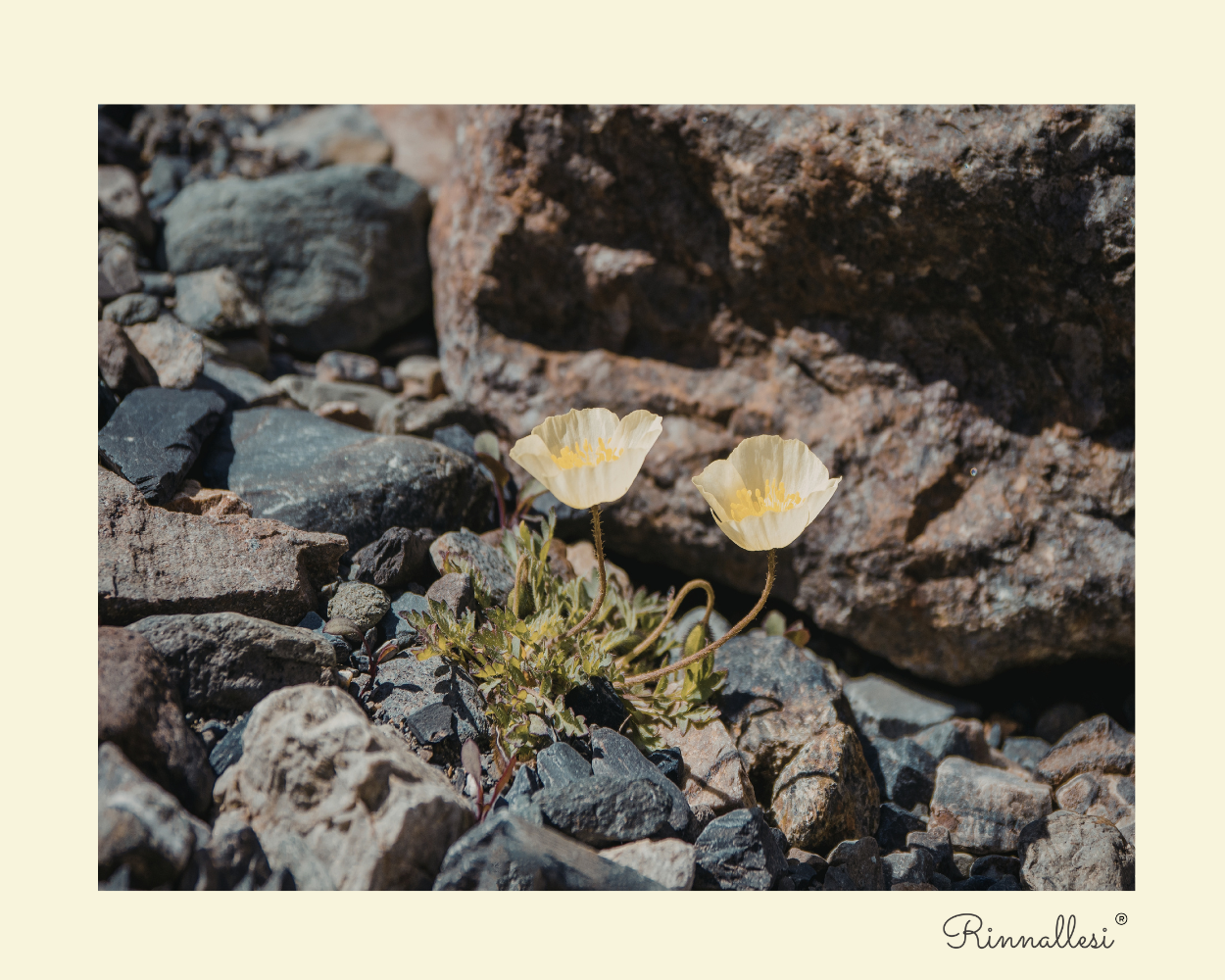 Kehon muutokset rintasyövän hoitojen aikana – elämää kivien keskellä 🌱