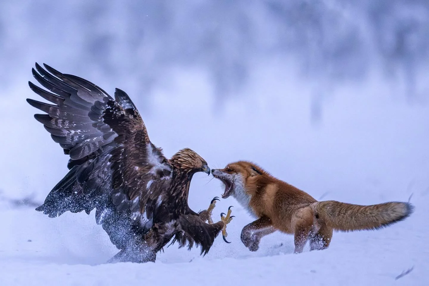 Had a great day today at the golden  eagle photo hide. The male of the territory eagles fought a battle with a red fox, a really tough fox who, despite its courage, had to surrender to the eagle. I was lucky to get a whole series of pictures of this.