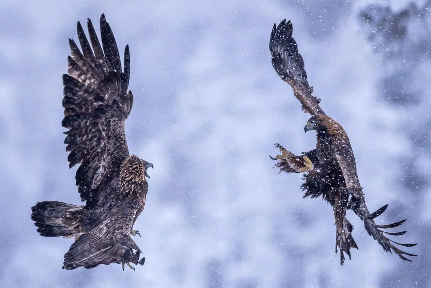 Another successful day  today with golden eagles.  The territory female attacked  an intruder from a neighboring area and we also caught a glimse of a fox sneaking around near the hides. Also black woodpecker, grey-headed woodpecker and ravens could 