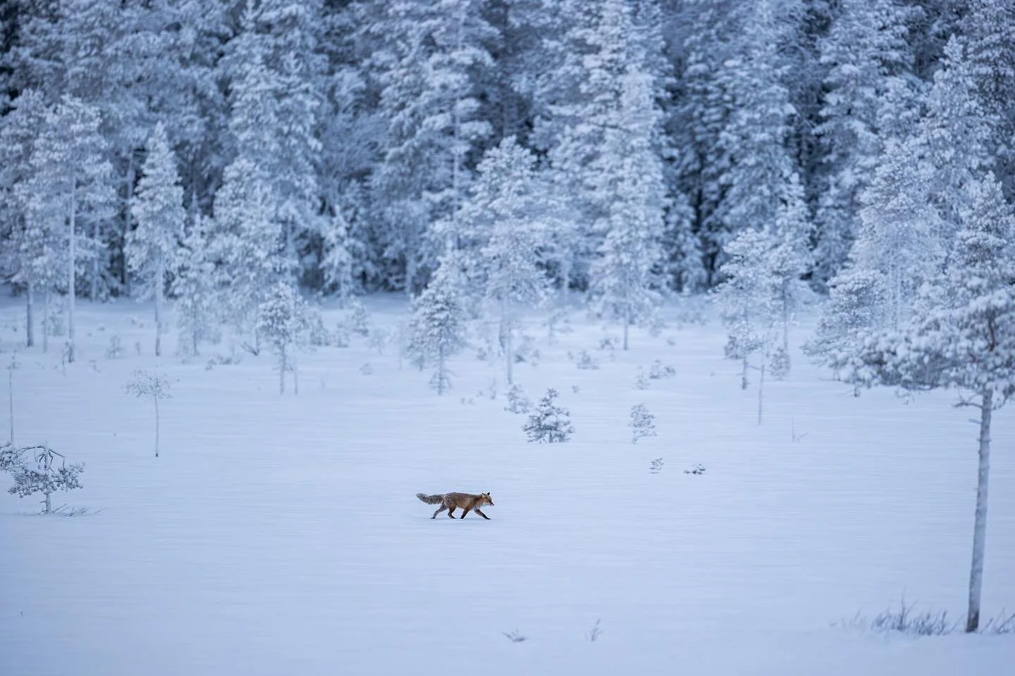 So far this year we have had visits from red foxes every day. Even golden eagles has been frequently found around our photo hides. I have spent time in my hide built up in some trees just to get a different  angle and another view of the landscape.  
