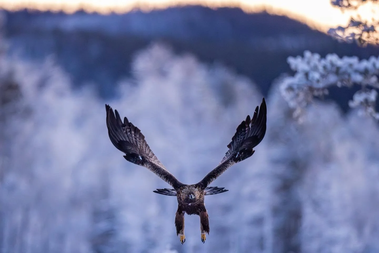 Golden eagles during first days of 2026. It has been cold, down to -28 C , but the territory eagles are activ and the frosty weather gives a certain character to the pictures. #winter #staywild #cold #wildlifephotography