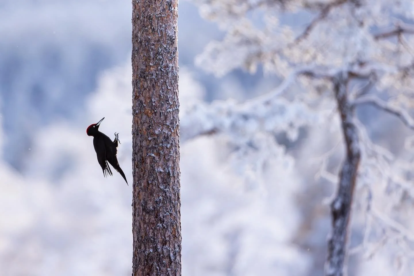 This weekend&rsquo;s workshop with @wildnaturefotoresor is over. The landscape that has been white and sparkling frosty stod as a background to among others golden eagles, red fox, black woodpecker, great-spotted woodpecker, grey-headed woodpecker,  