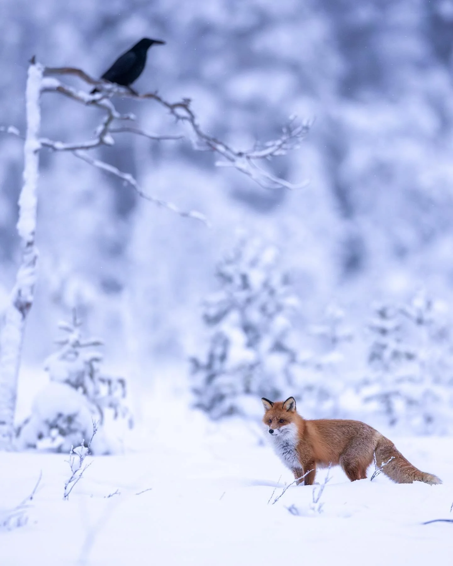 Red fox and raven. We have had several foxes around the golden eagle hides this winter and most guests have got nice pictures of beautiful winter foxes in the snowy and frosty landscape. On several occasions we have also seen interactions between fox