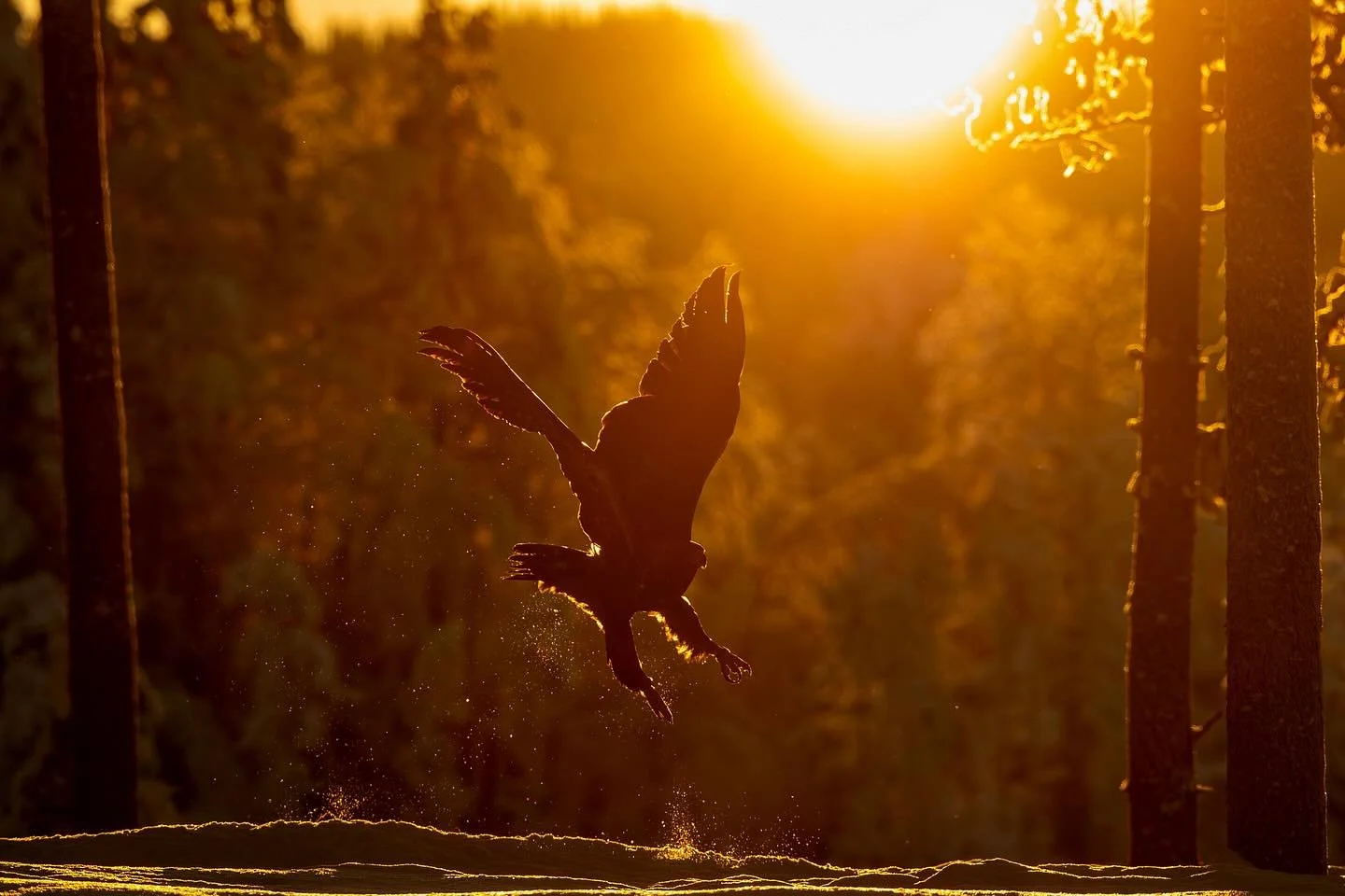 Golden eagle - Black grouse - Black woodpecker in back light from some of our hides in north Sweden. #v&auml;sterbotten #sweden