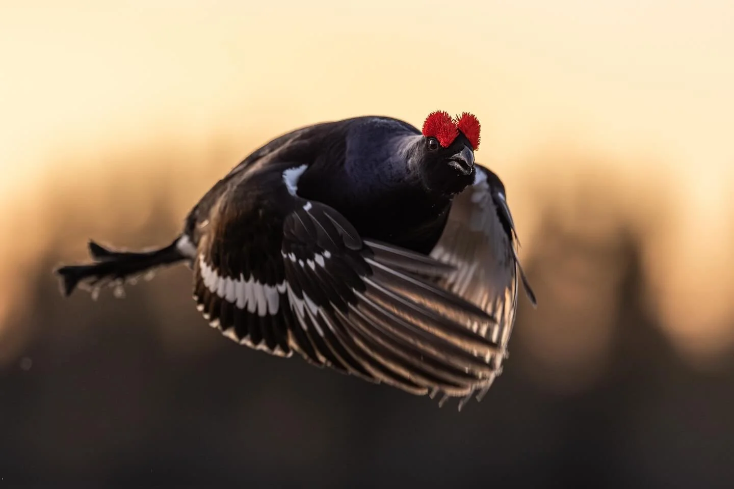 Coming up in April: Black grouse.
#wildlife #birdphotography #v&auml;sterbotten #sweden