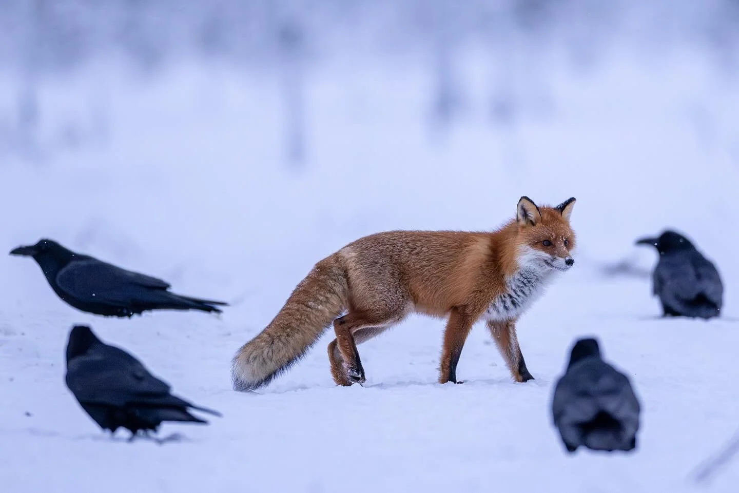 Red fox and ravens photographed from our eagle hide 2026.
Besides Golden Eagles we often have had good opportunities to get pictures of Red Fox so far this year.
#redfox #raven #wildlife_captures #v&auml;sterbotten #sweden