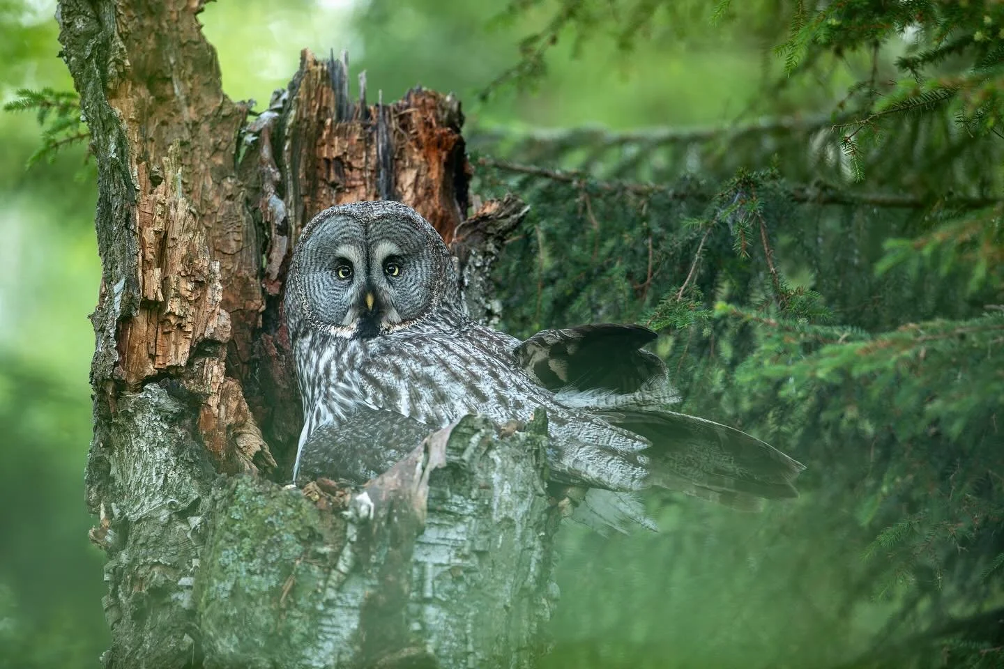 A Great grey owl and a Ural owl in their natural habitat.
They have chosen this broken trees for nesting. Looking forward to the summer season. #greatgreyowl #uralowl #birdsofinstagram #savetheearth🌎