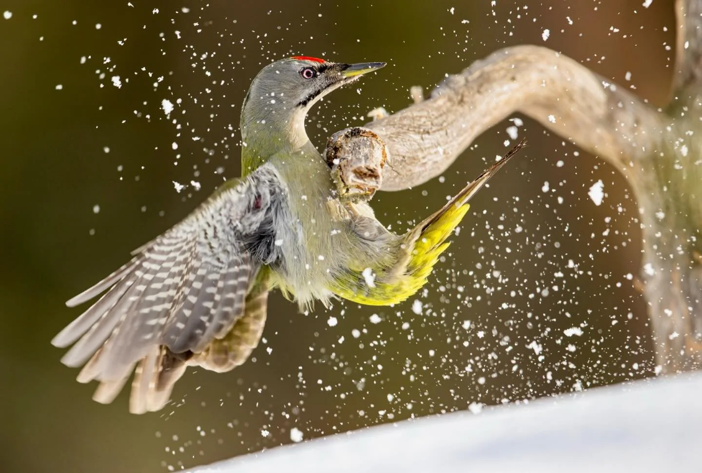 Grey headed woodpecker in snowy conditions.
#wildlifephotography #birdsofinstagram #instalike #sweden