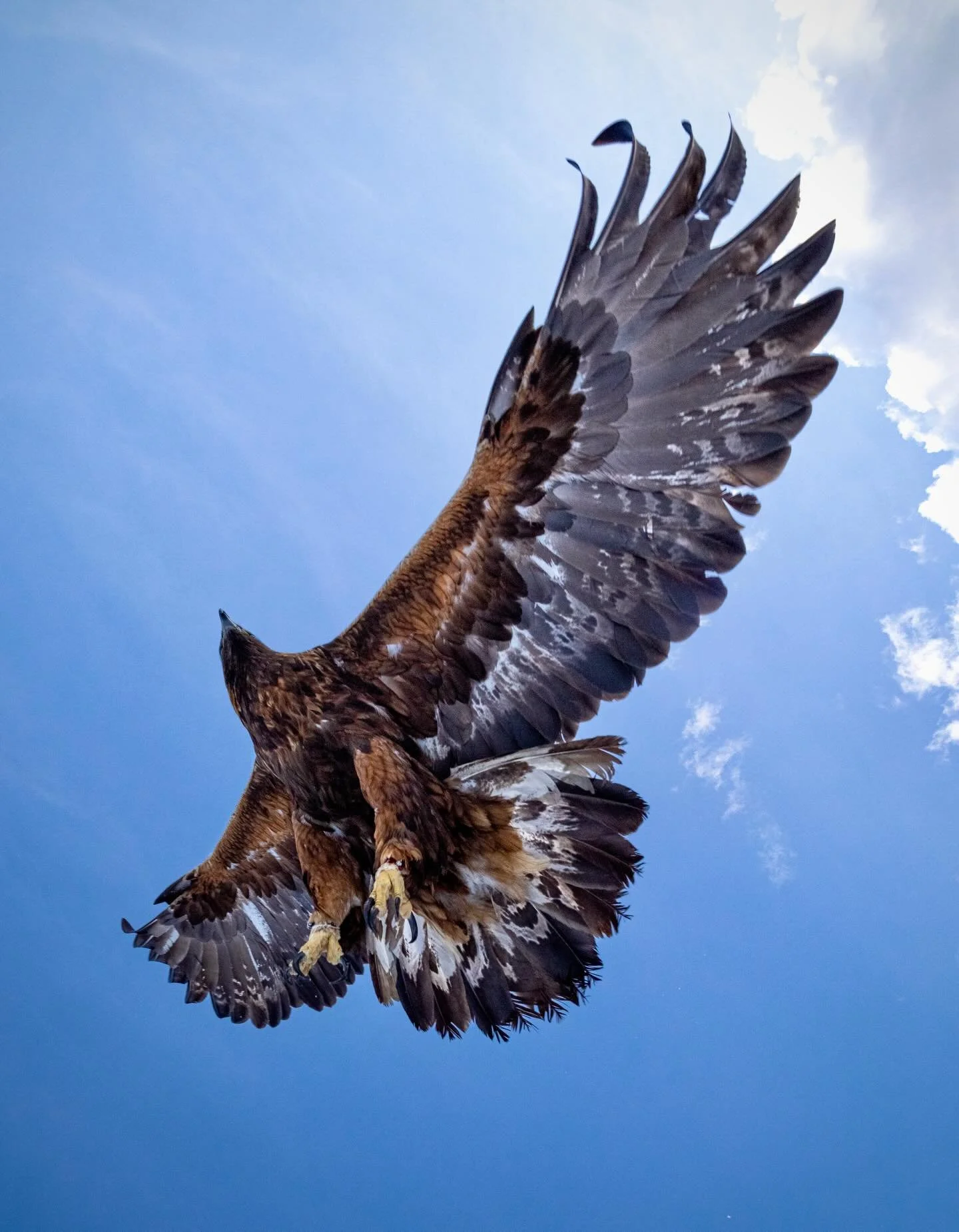 Golden eagle against the sky.
#wildlifephotography #savetheplanet #freedom #v&auml;sterbotten #sweden