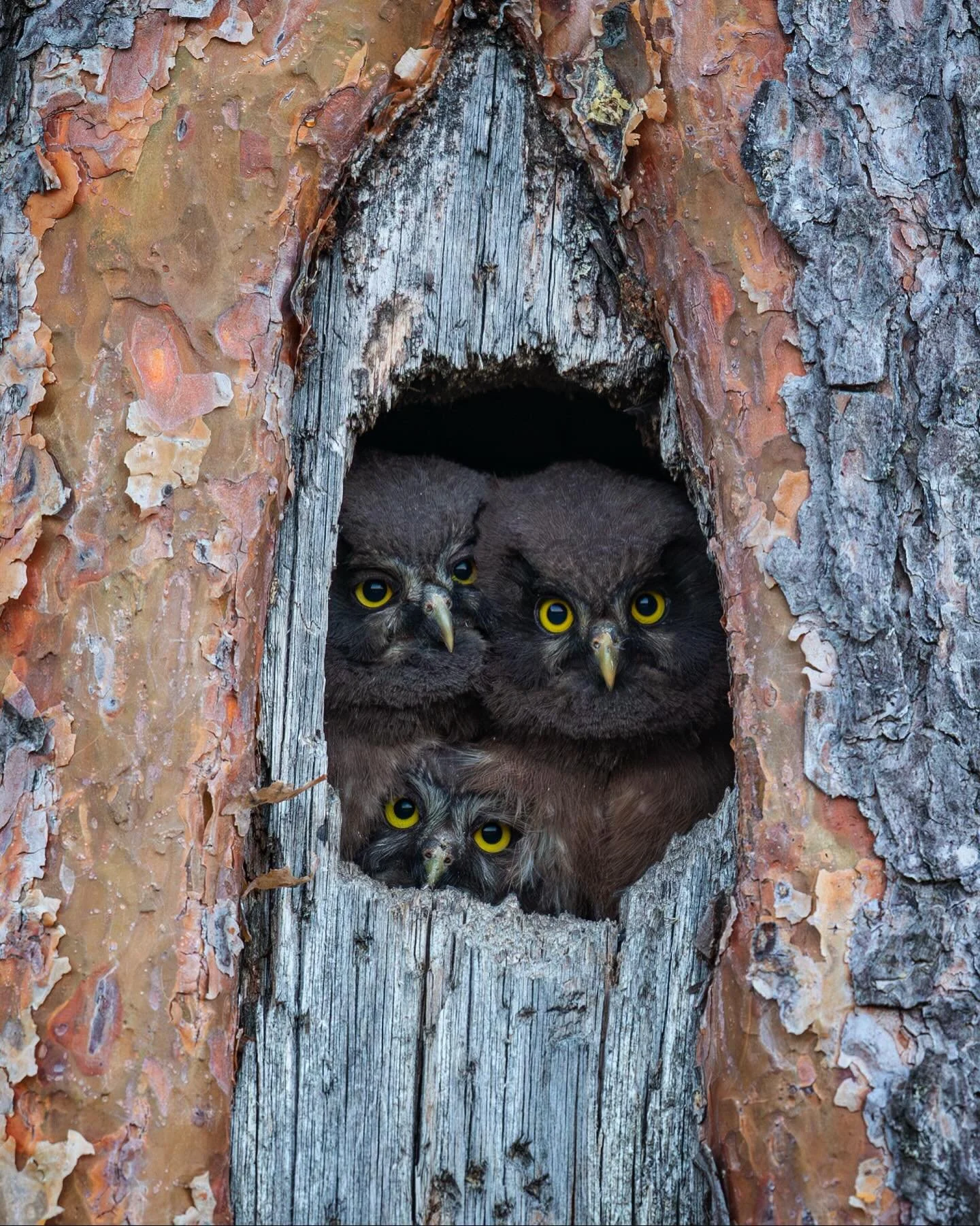 Three young Boreal owls still at the childhood home. #owlsofinstagram #wildlifephotography #oldtrees #savetheforest #sweden