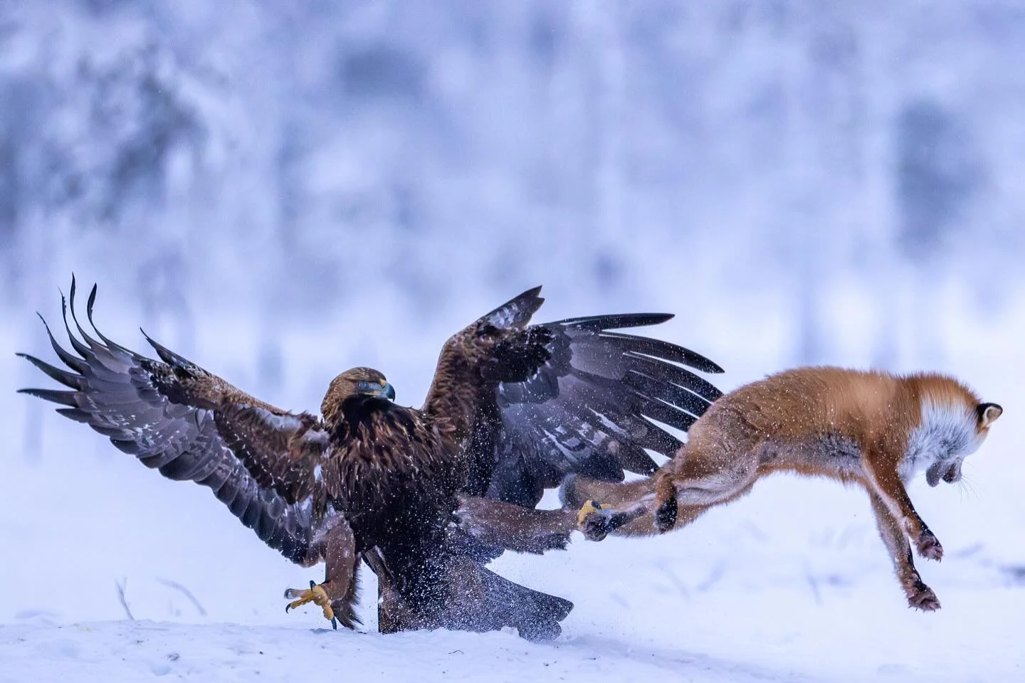 Golden eagle attacks a red fox. The golden eagle is one of the strongest and powerful eagles in the world and is only surpassed in speed by the peregrine falcon. Here, the territorial male has locked a hold on the fox, which has found itself in a dan