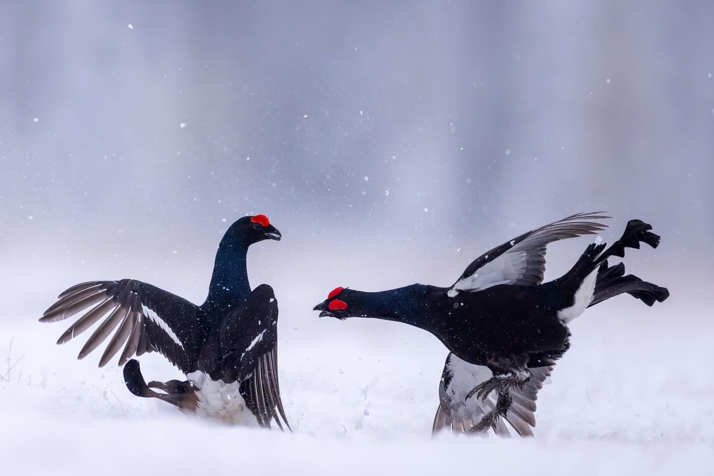 Black grouse fight this morning. We will focus on black grouse combined with golden eagle and red fox during April. #wildlifephotography #savetheplanet #v&auml;sterbotten #sweden