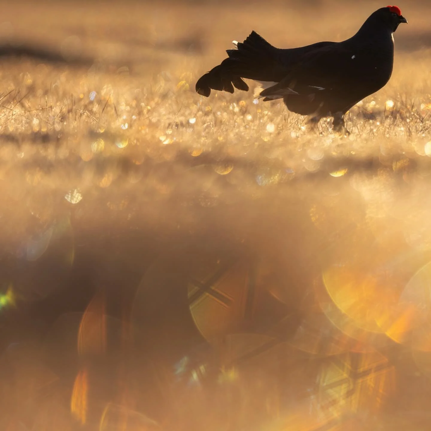 Black grouse April 2026.
#spring #v&auml;sterbotten #sweden