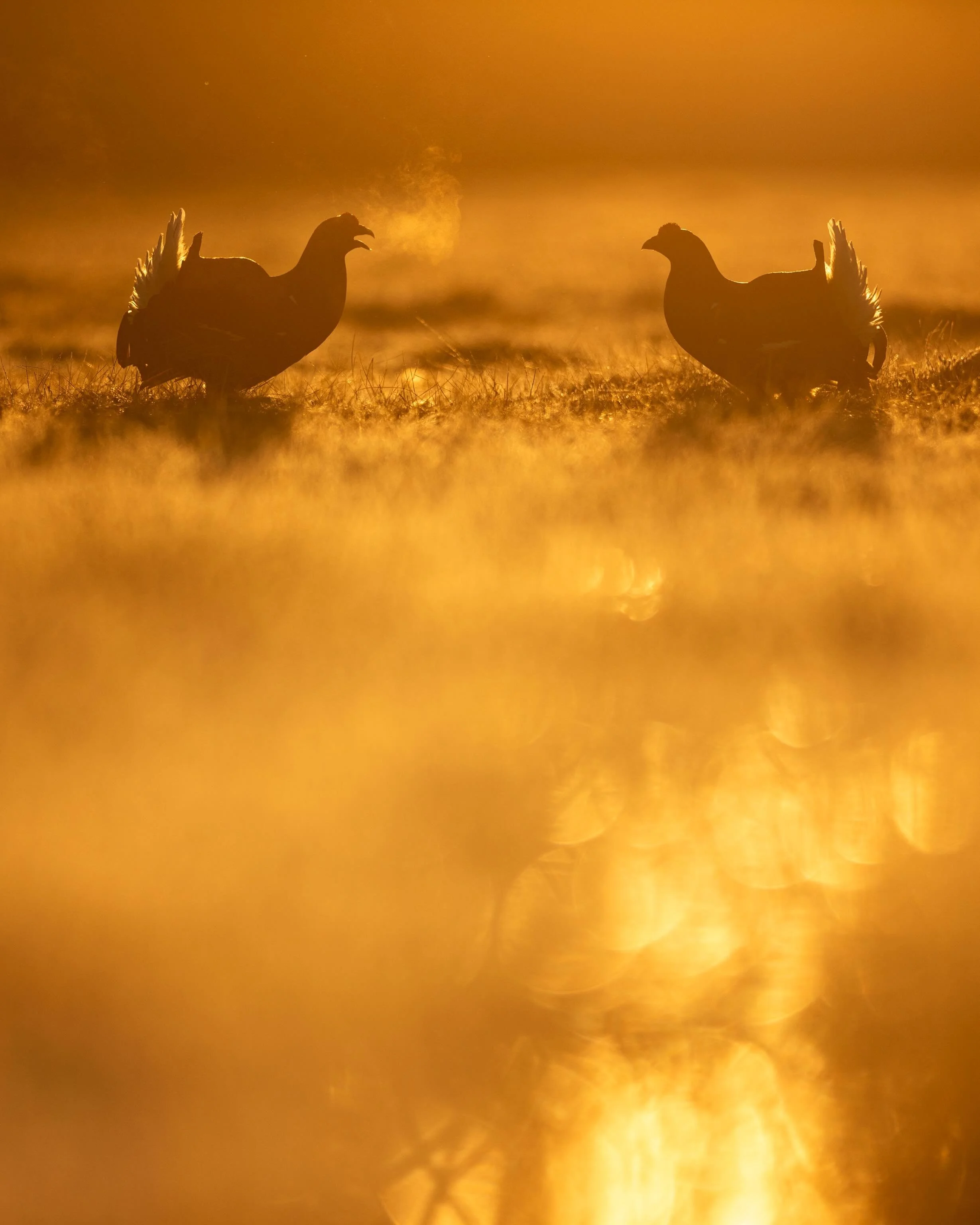 During April the focus has been on black grouse lek and we finished yesterday. The first group also got the chance to photograph golden eagle. The two later groups got, in addition to black grouse, pictures of boreal owl, among other things. Now I am
