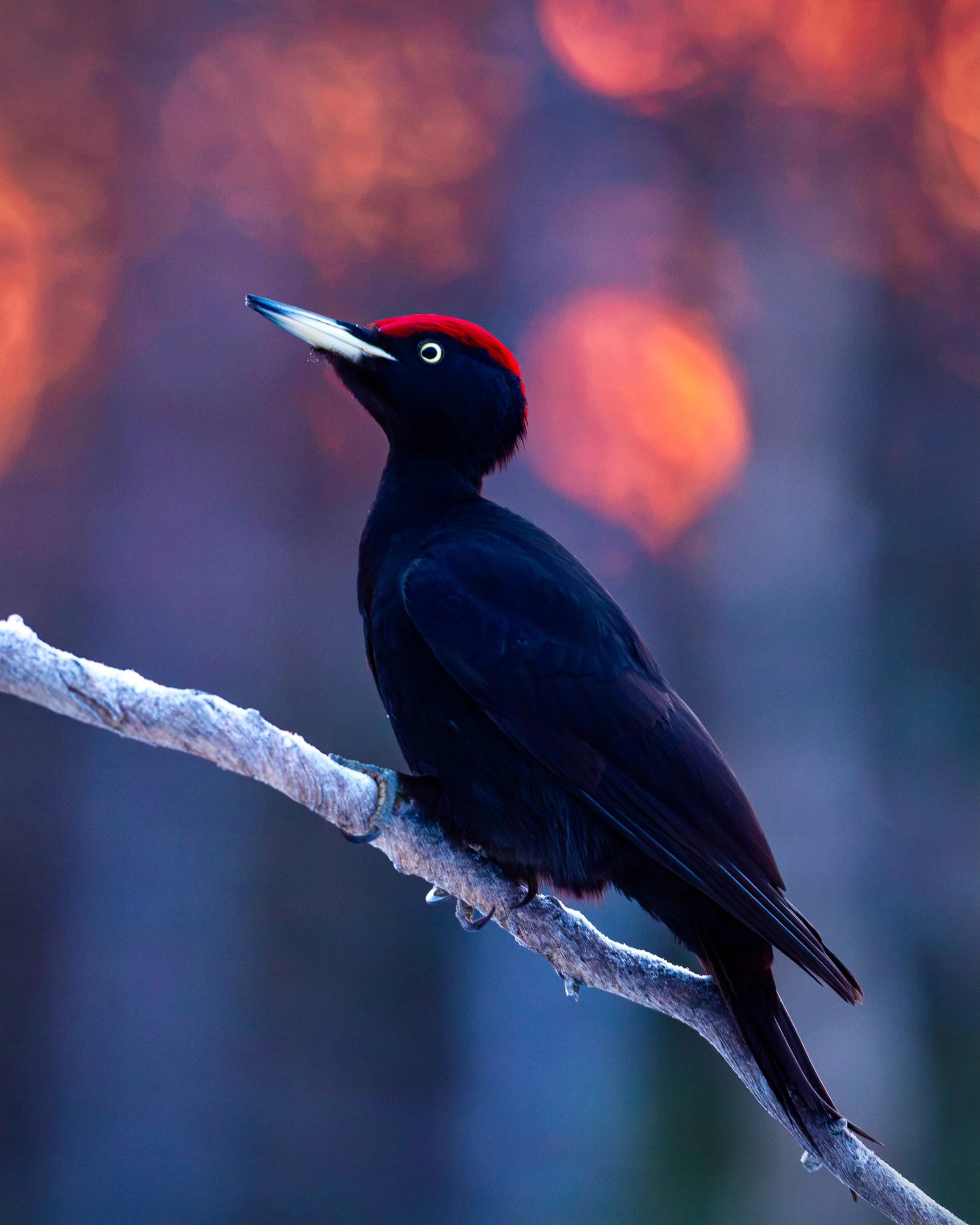 Black woodpecker taken from one of our photo hides in north Sweden, from a workshop I was running in November. This is morning light which can be amazing in the autumn. #blackwoodpecker #birdphotography #birdsofinstagram #woodpeckers #birdwatching
