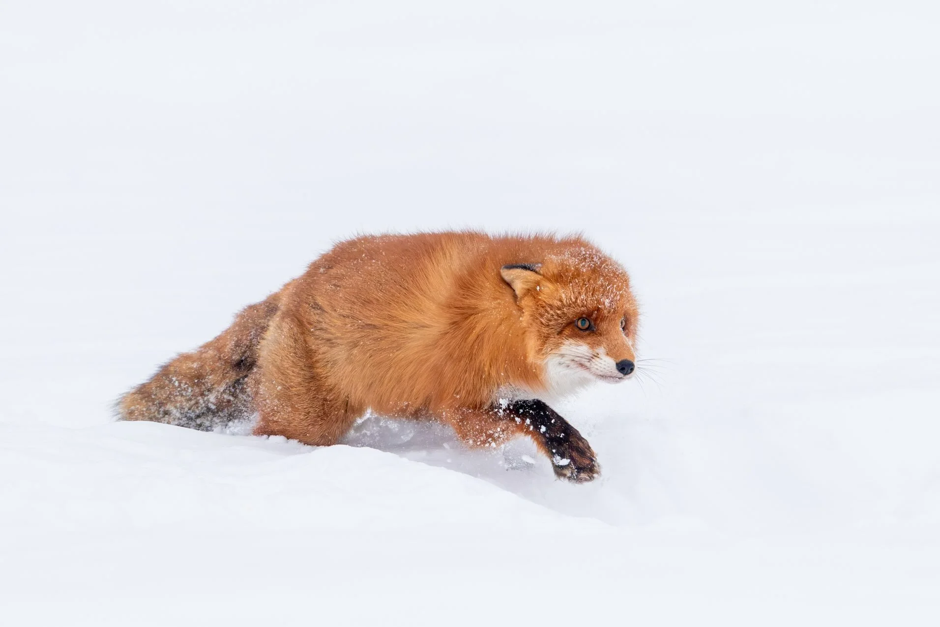 Typical behavior of a red fox when a golden eagle is nearby: raised hackles and ears laid back. The fox really feels the danger. Also the ravens  are really scared and lift off fast when the eagle is on its wings. #watchout #wildlife #redfox #wildlif
