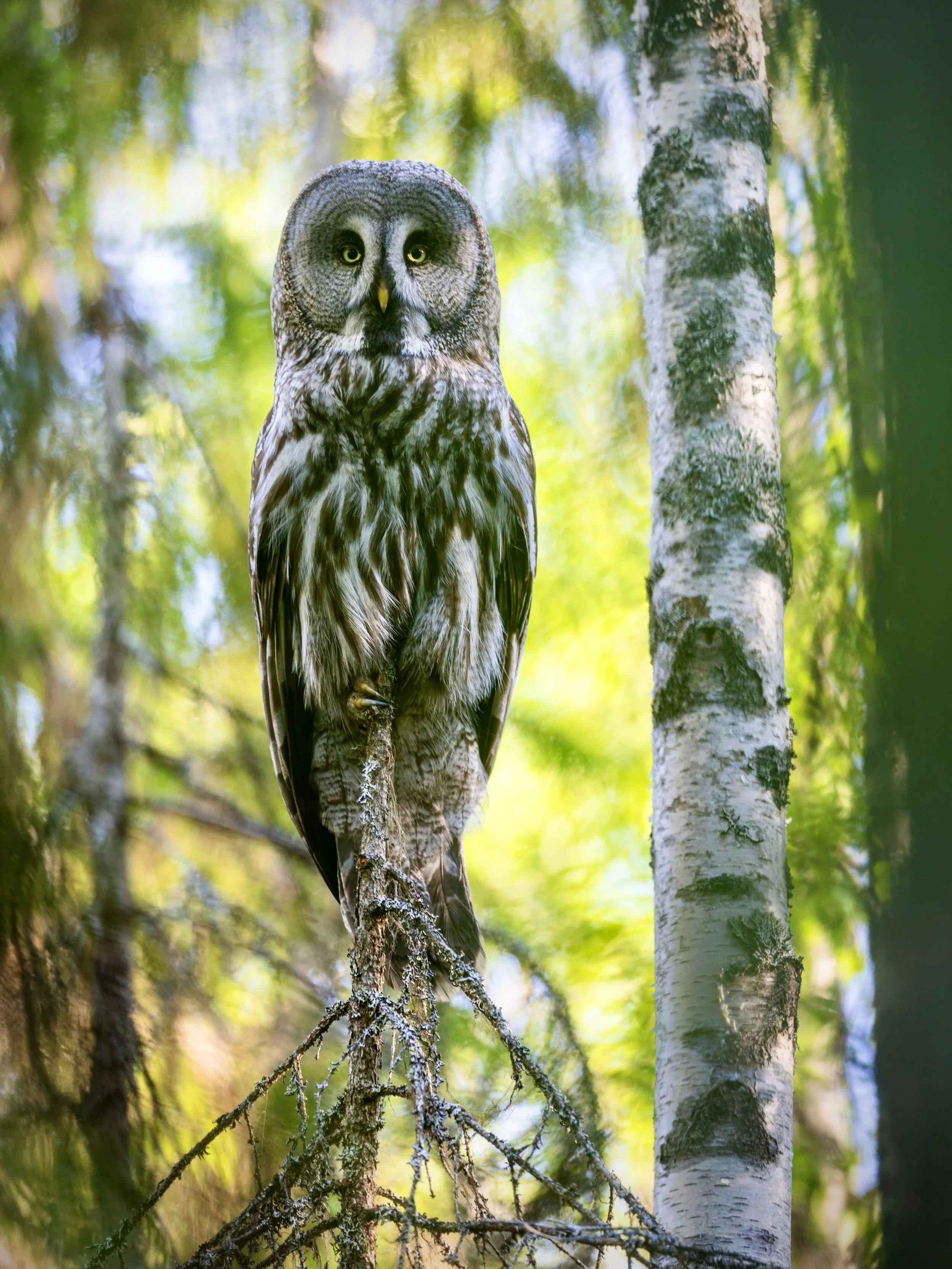 Great grey owl from my latest project. #greatgreyowl #owls #owlsofinstagram #staywild #savetheplanet