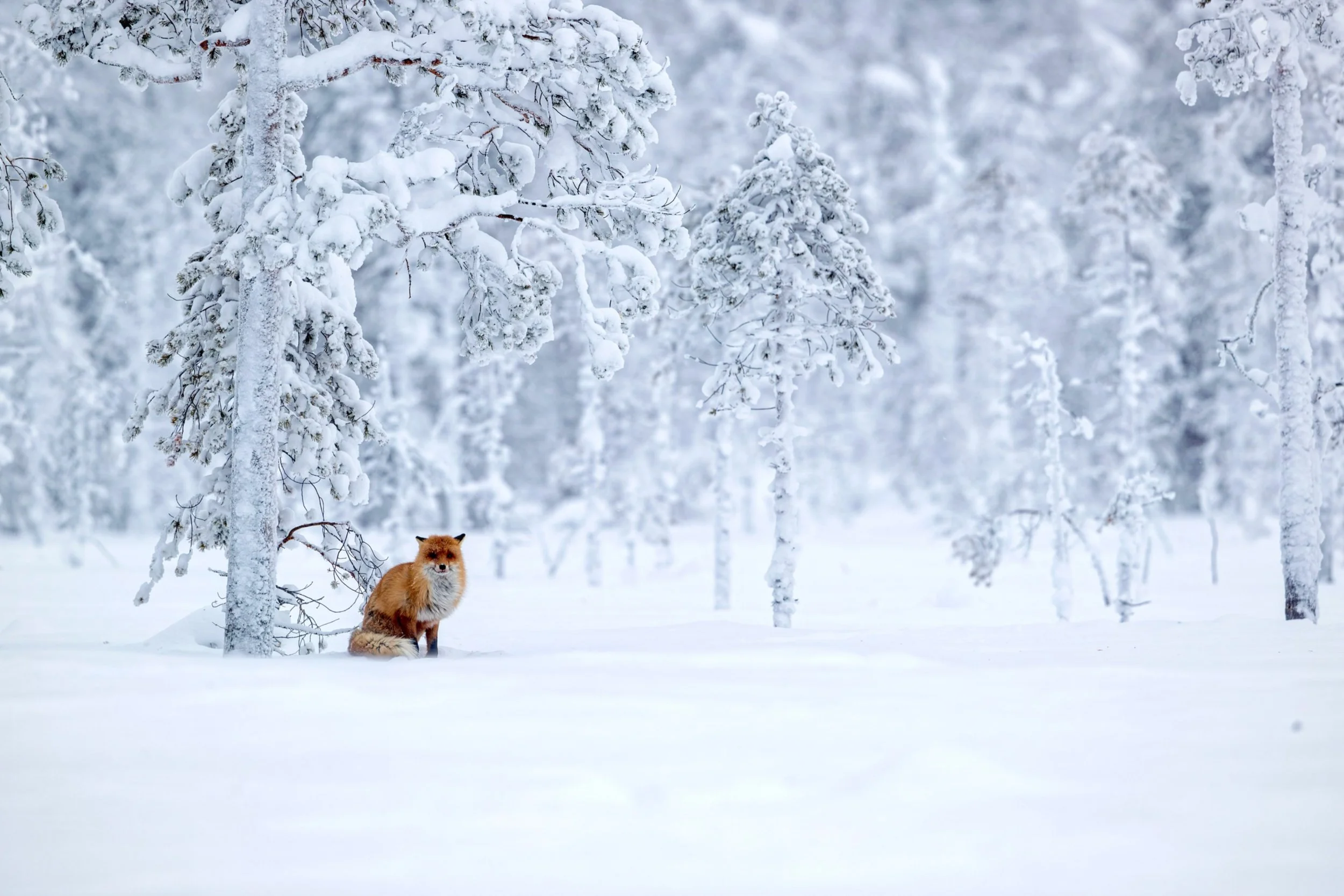 Red fox in winter landscape , taken from one of our hides in north Sweden. #redfox #fox #foxesofinstagram #wildlifephotography