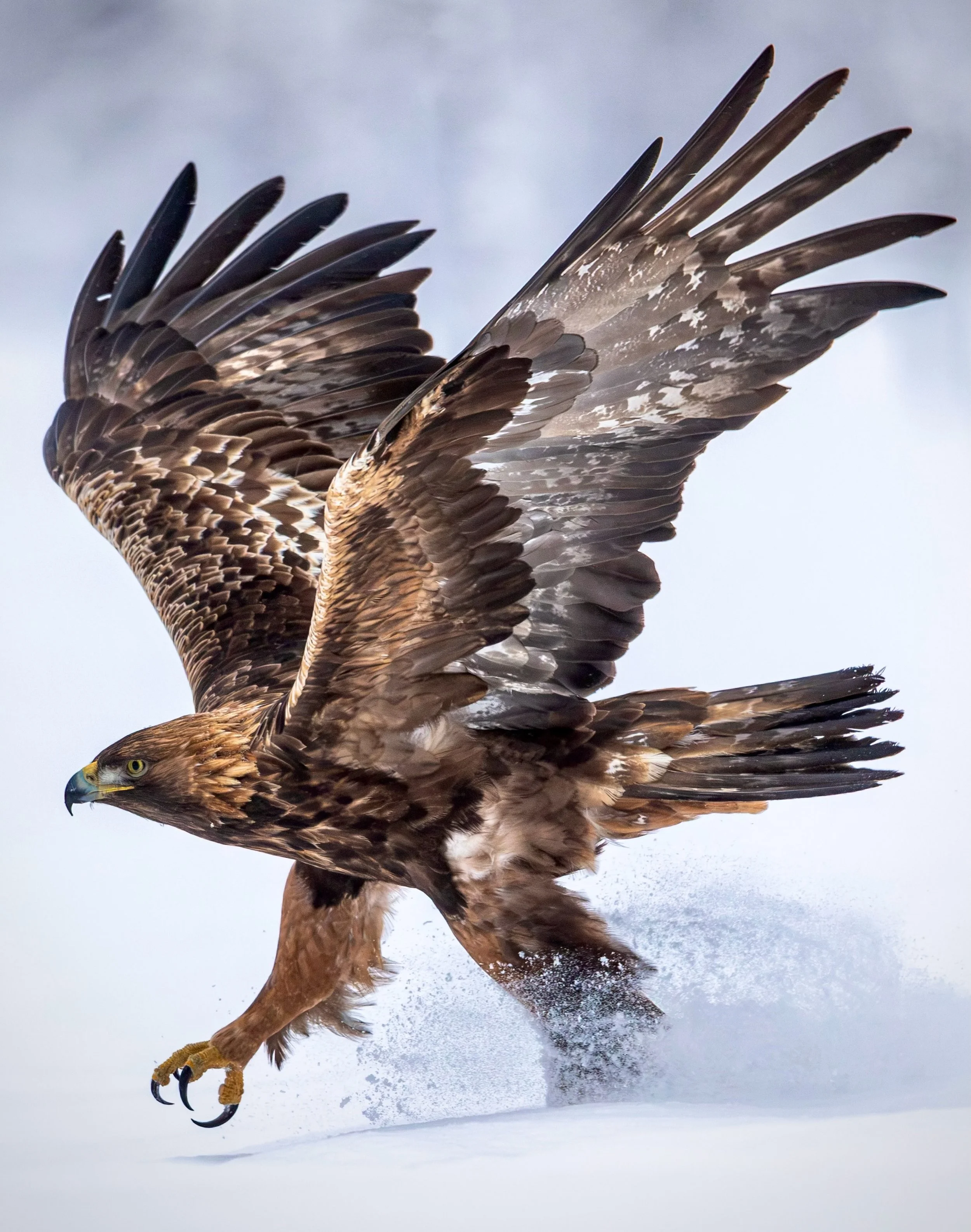 Golden eagle in high speed. It can dive at over 300 km/h, making it one of the fastest birds in the world - impressive considering its size. #speed #birdwatching #goldeneagle #focus #power