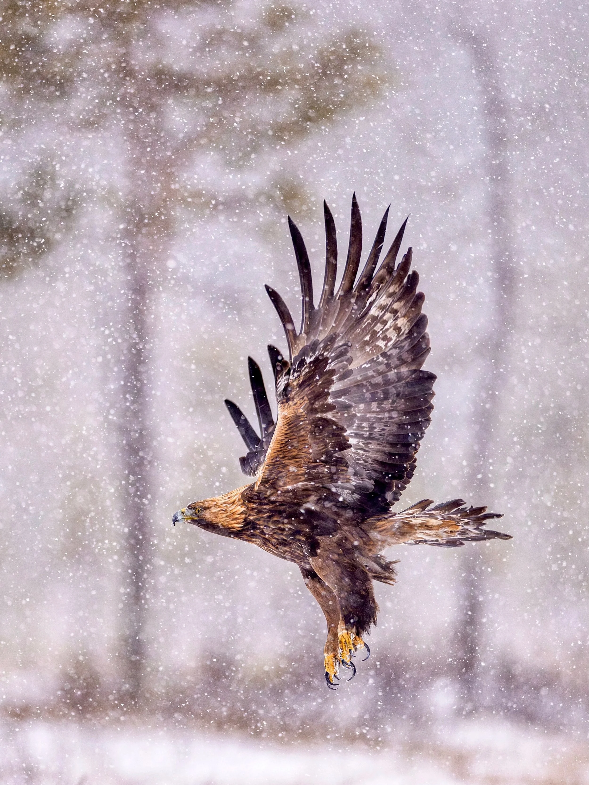 Golden eagle in November light.
#wildlife #birdsofinstagram #birdwatching #wildlifephotography #birdsinflight