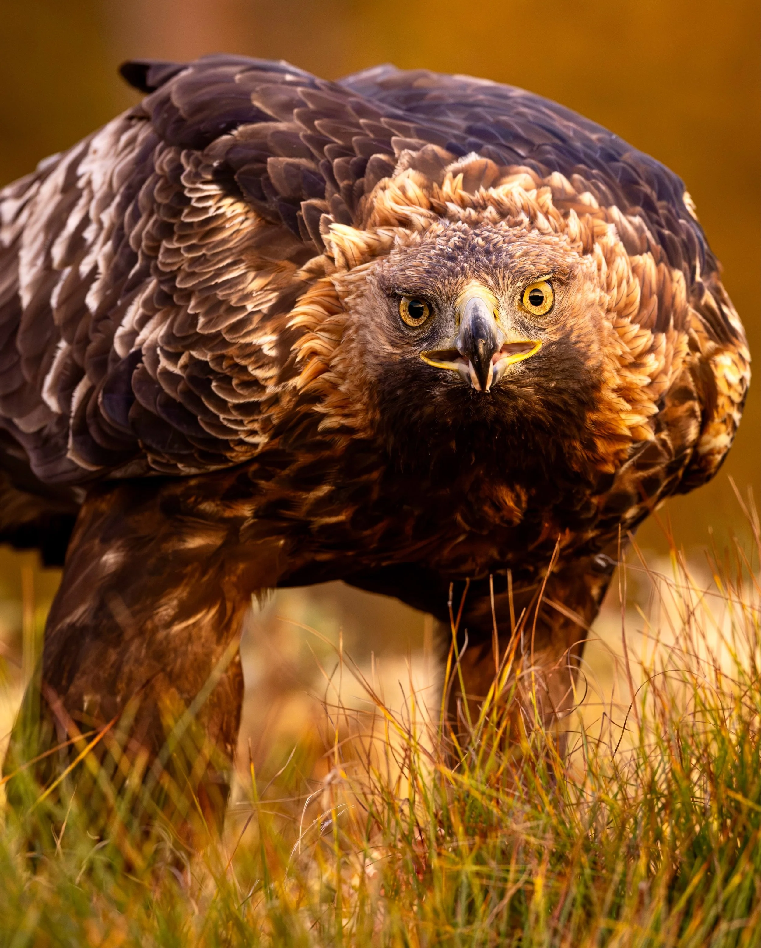 There are still a couple of availabilitys last week in September when the autumn colors are at its best. We focus on golden eagle close-ups at a distance of 8-15 meters. Also good chances to photograph sparrowhawk. These two  pictures are from last w