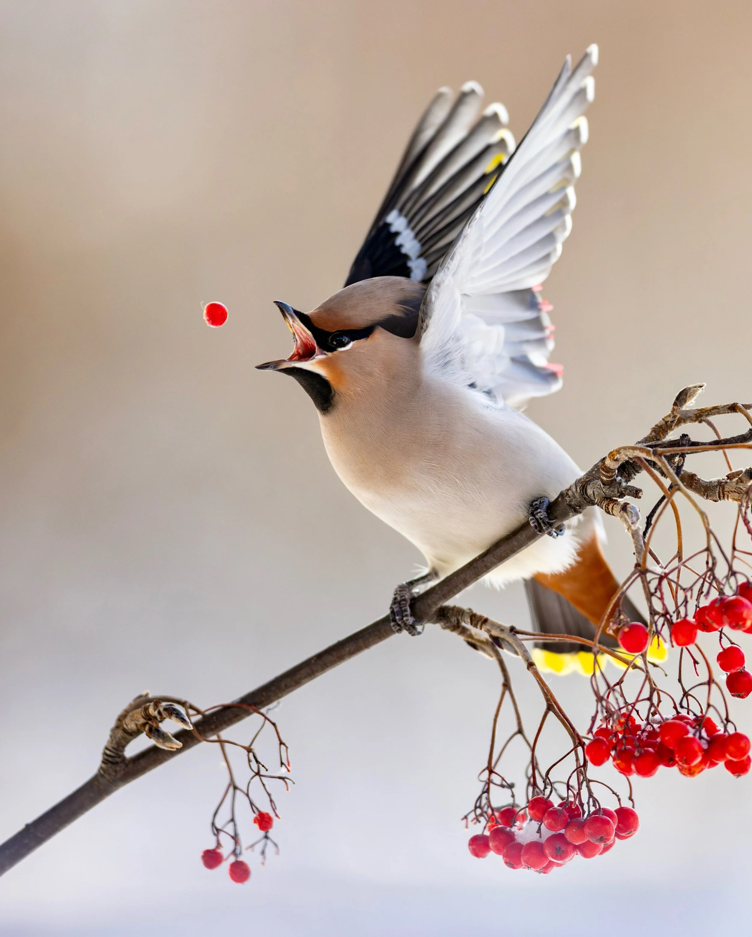 There are plenty of rowan berries this autumn and then there are usually good chances to photograph waxwings. They usually appear at the turn of September-October. #waxwing #birdphoto #birdsofinstagram #instalike #catching