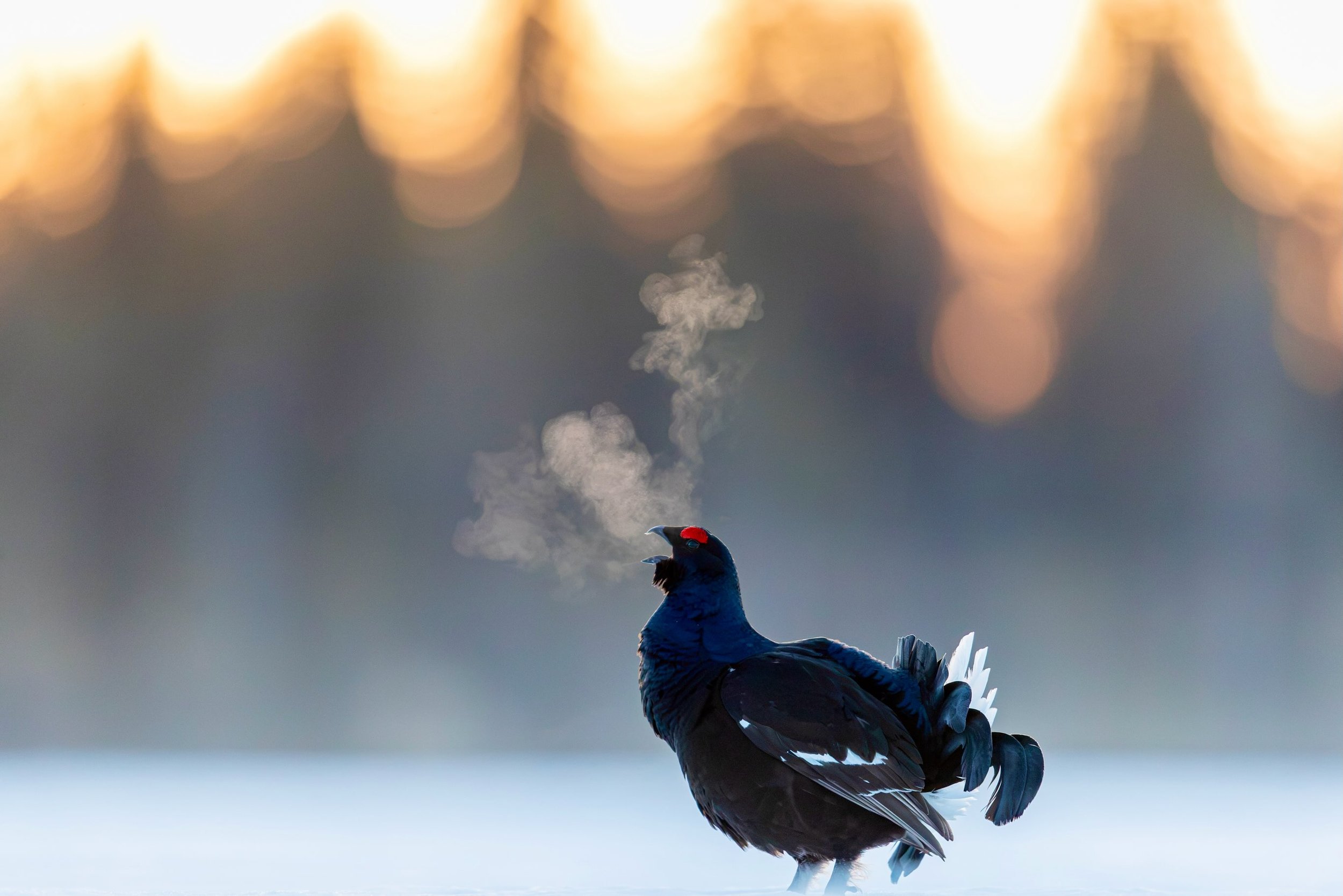 Black grouse in April, taken from one of our hides in north Sweden. #blackgrouse #wildlifephotography #savetheplanet #birdsofinstagram #canon