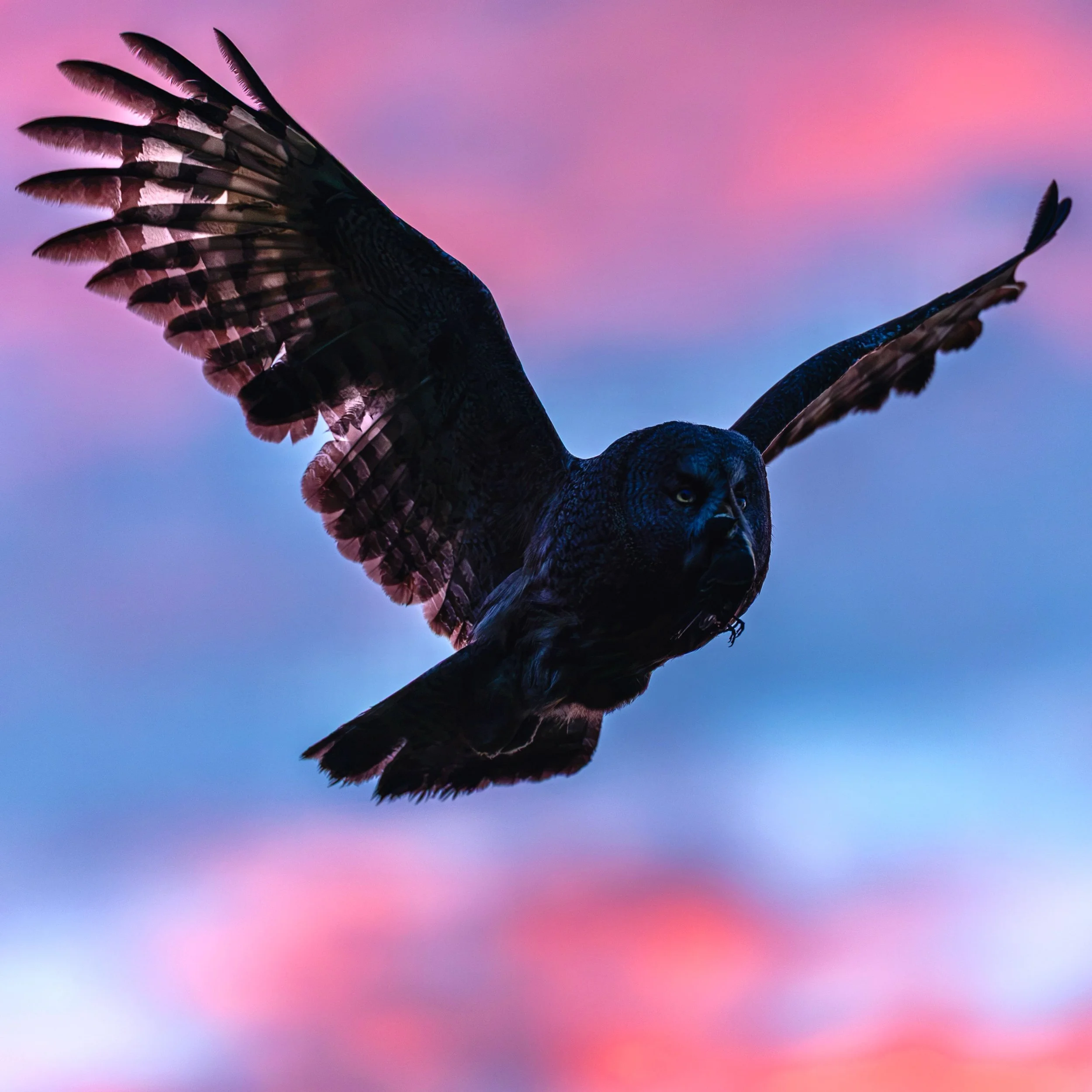 Great grey owl in summer night, from my latest project.
#greatgreyowl #birdplanet #v&auml;sterbotten #sweden
