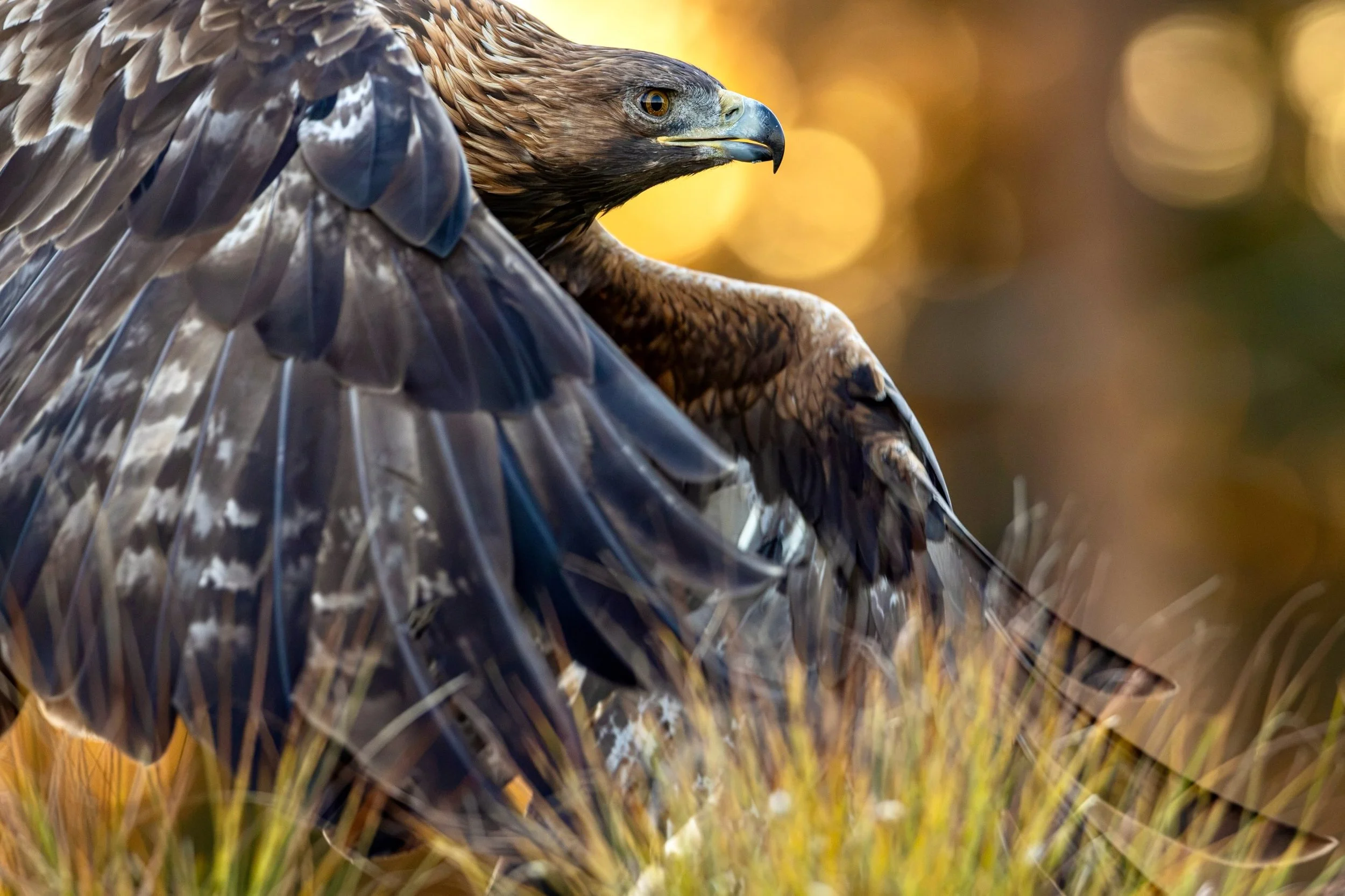 The photo season and photo hide rentals start the last week of September with close-ups at 8-15 meters of golden eagle in autumn colors. There are also good chances to photograph sparrow hawk hunting eurasian jays. This images are taken late Septembe
