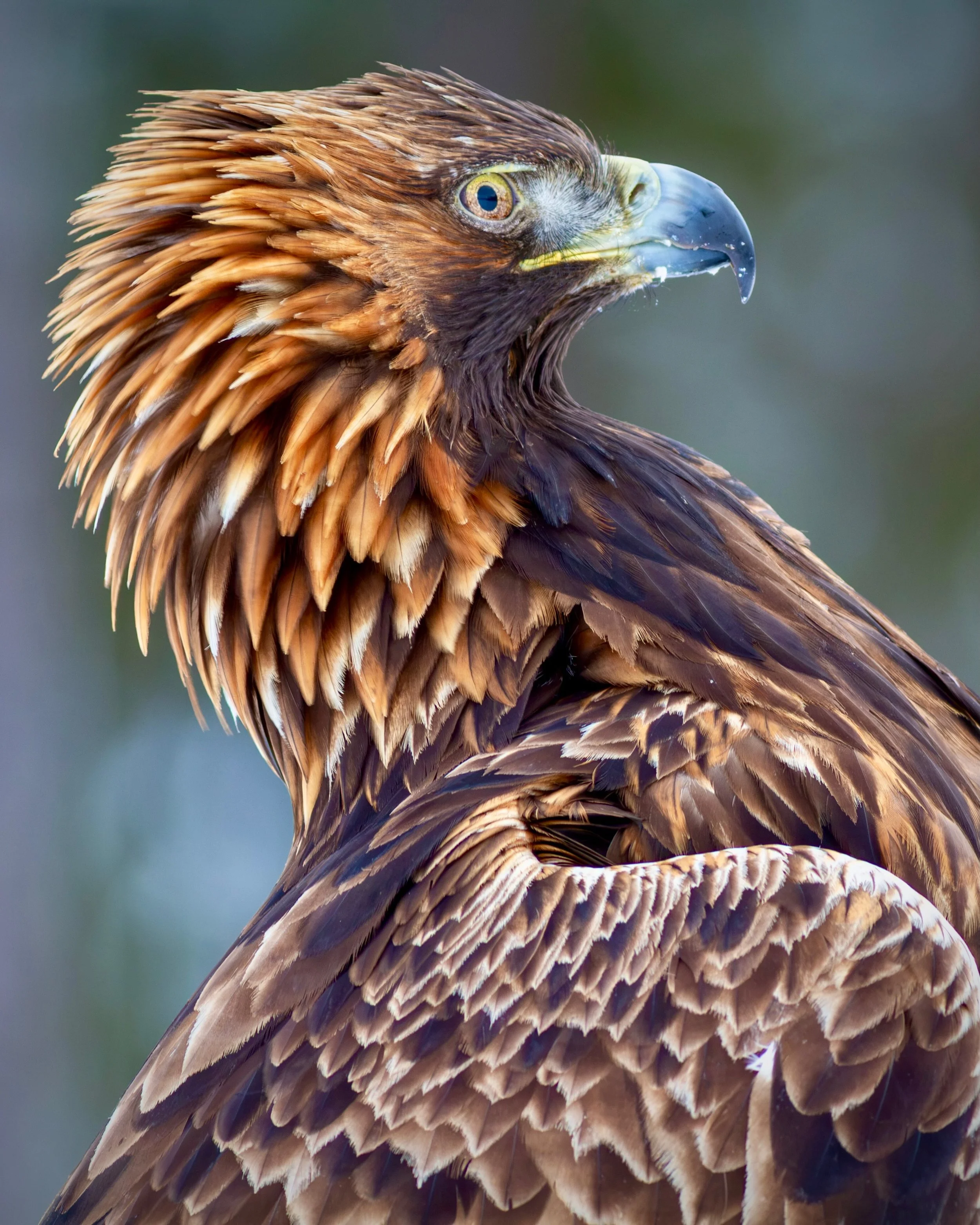 Golden eagle portrait. #goldeneagle #portrait #wildlife_captures #birdsofprey