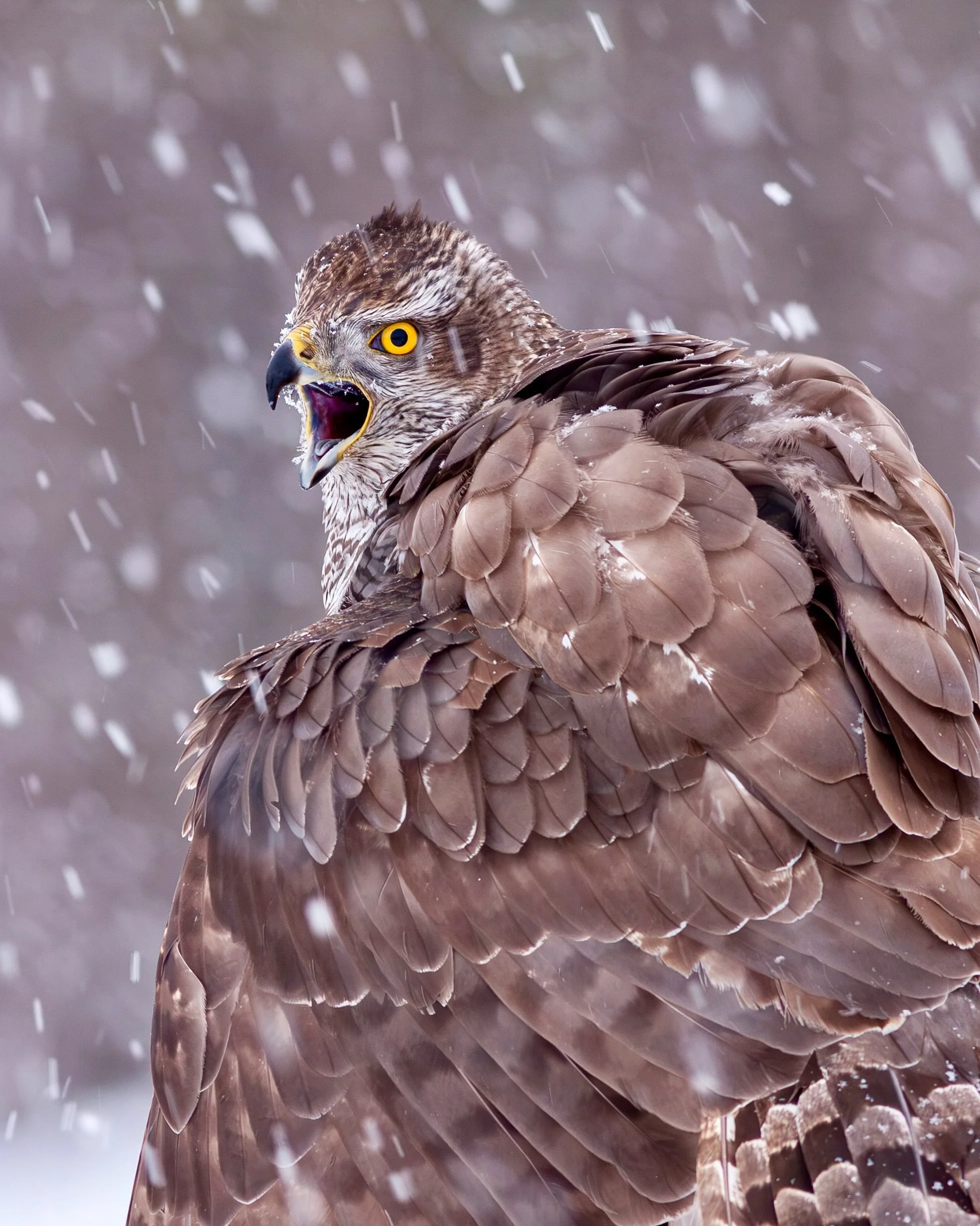 Three images showing Goshawk in winter conditions.
#birdphotography #birdsofprey #wildlifephotography #savetheplanet