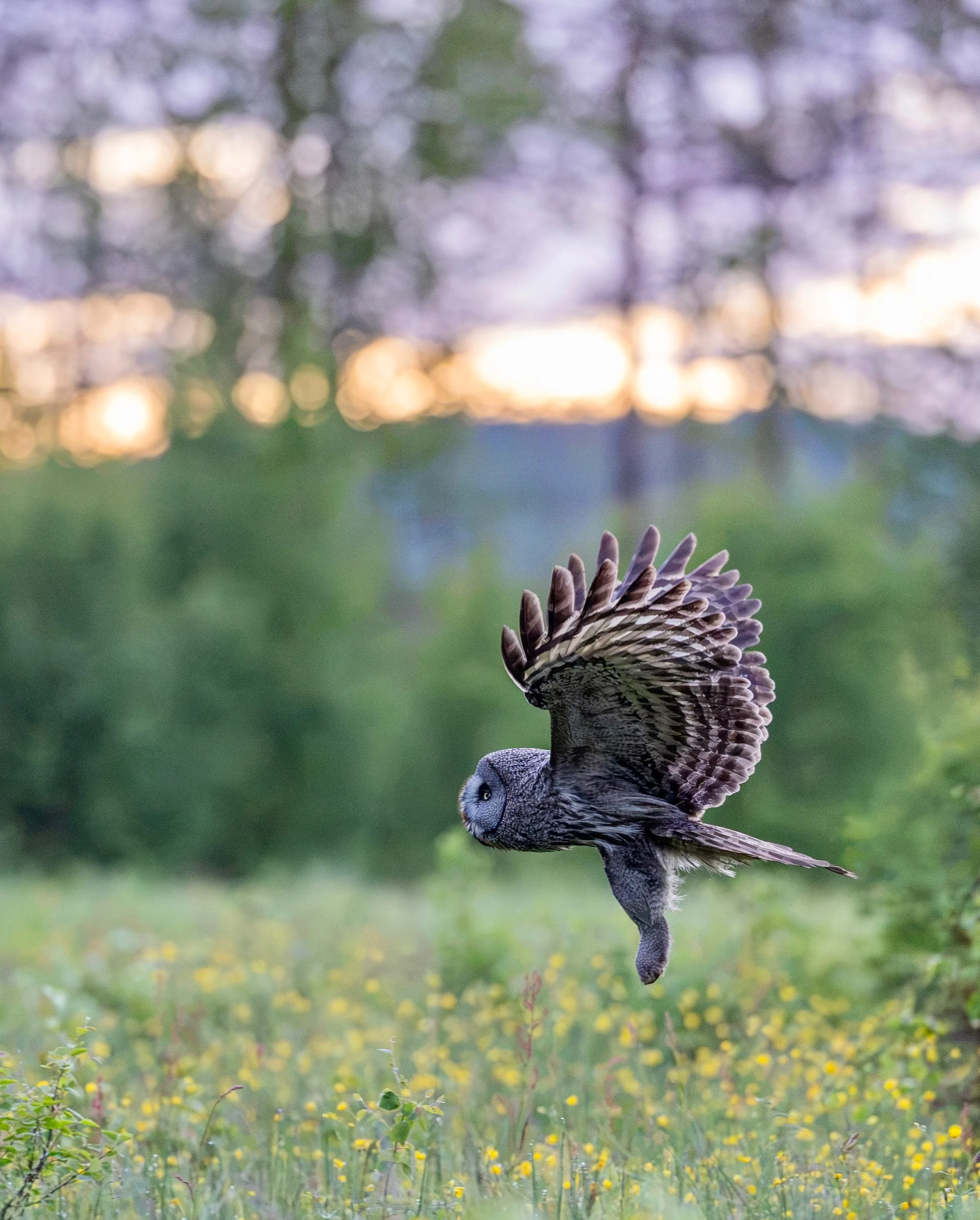 I spent the month of June/ July in an area of ​​open meadows and old-growth forest, photographing great grey owls. The chicks grew and thrived until they were ready to leave the nest. The area boasts rich birdlife, so the plan is to set up a photogra